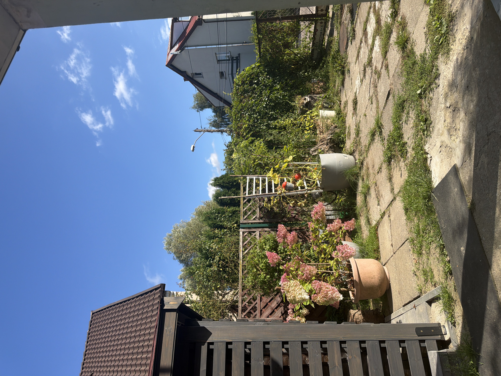 The image depicts a sunny day in a residential area, possibly the city of Szczecin, Poland, with a clear blue sky dotted with a few white clouds. In the foreground, to the left, is a dark wooden structure, possibly part of a house or a pergola, with vertical slats. To the right of this structure is a terracotta pot containing a large hydrangea plant with clusters of pink and white flowers. Behind the hydrangea, there is a wooden lattice fence.
Further back in the scene, a white ladder leans against a lush green vine-covered fence. This fence encloses a yard with a paved patio made of concrete slabs, interspersed with patches of grass and weeds. In the background, on the right, a two-story house with a red roof is visible. The house has white walls and windows. A street lamp and electrical poles can be seen to the left of the house, and mature trees and dense foliage are abundant throughout the yard, creating a sense of natural enclosure. The overall impression is of a well-established, somewhat overgrown garden in a suburban or urban setting.
