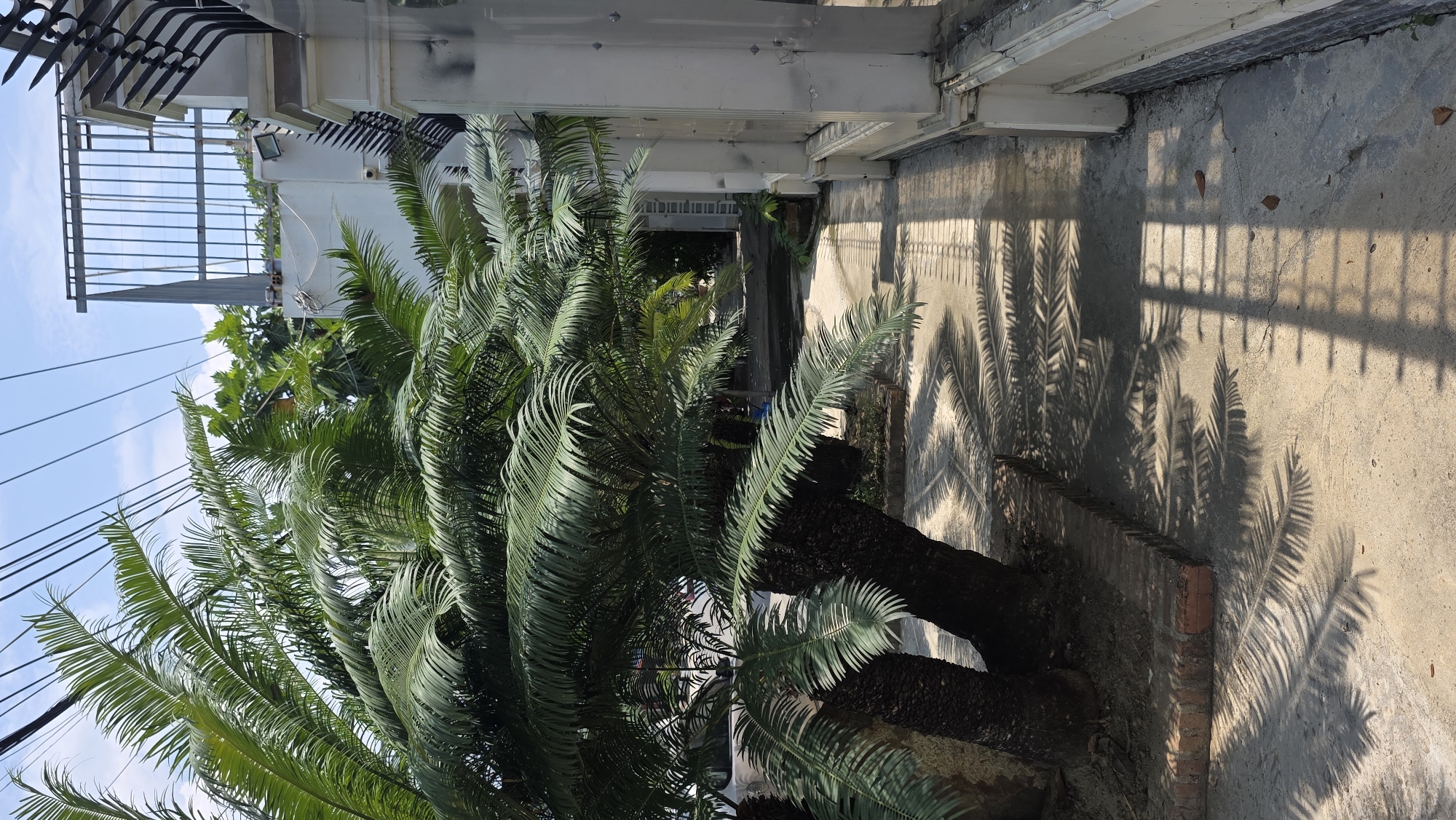 A view of a street-side scene in Bac Nha Trang Ward, Vietnam. A large cycad palm, with dense, arching fronds, dominates the lower left portion of the frame. The trunk is dark and textured. The fronds cast shadows on the sidewalk and adjacent walls. The sidewalk appears to be concrete, showing some cracks and discoloration. Along the edge of the sidewalk, there is a small brick border partially visible. A building facade with a white painted wall and metallic railings is seen on the upper left. Overhead power lines are present. The background includes glimpses of other vegetation and structures along the street. Sunlight casts shadows from the palm and railing onto the building wall and sidewalk, providing a contrast in lighting across the scene.