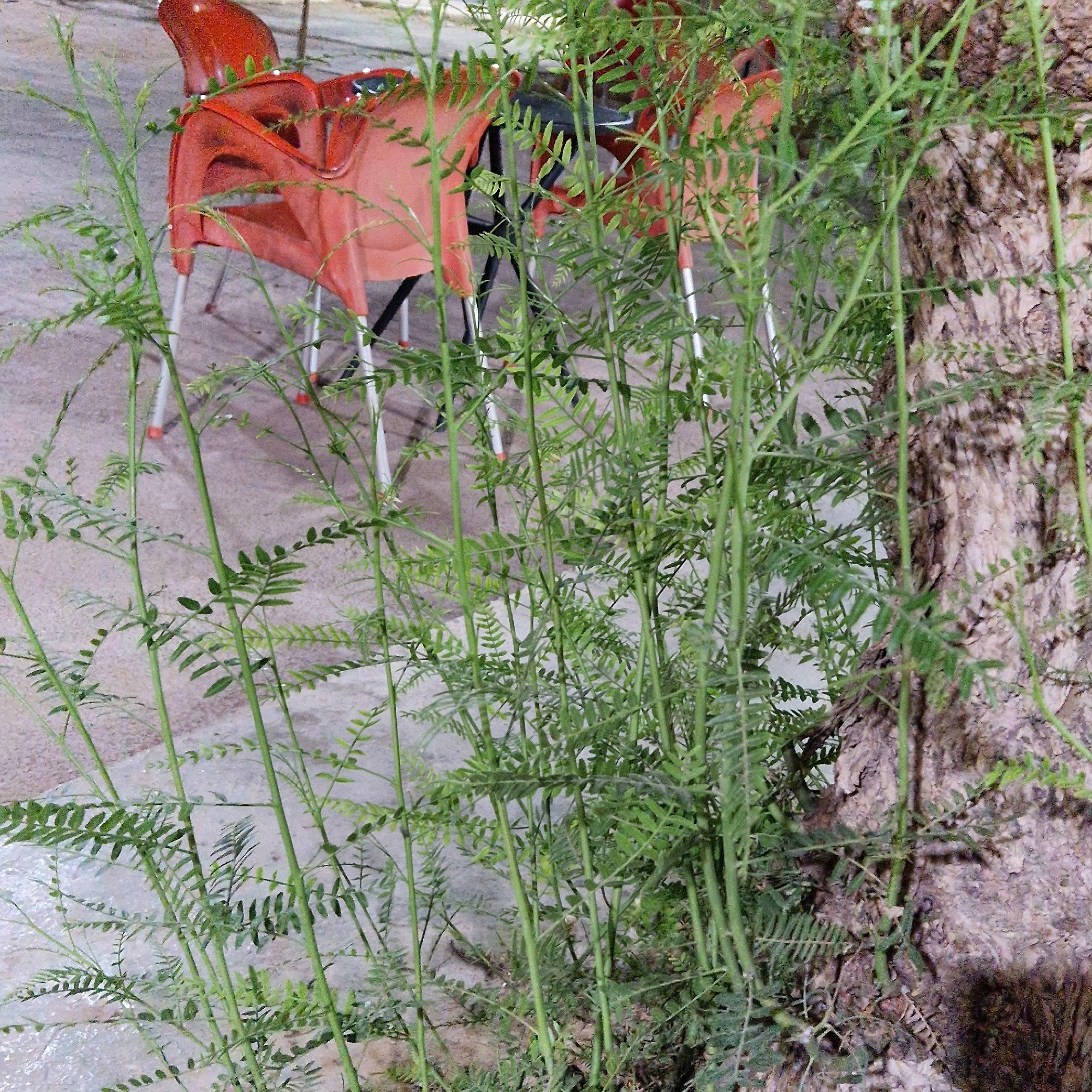 An outdoor, eye-level medium shot captures a cluster of thin, green plants with feathery leaves in the foreground, obscuring a portion of the background. Behind the plants, several red plastic chairs with white metal legs are visible. The chairs appear to be outdoor seating arranged around a table, partially visible in the background. To the right of the frame, a large tree trunk with rough, textured bark dominates the right side of the image. The ground is paved with a light-colored material, possibly concrete or stone, and is slightly wet in places. The lighting suggests it is either early morning or late evening, with soft, diffused light casting subtle shadows. The scene is set in an outdoor urban environment, possibly a patio or a cafe area, in an unspecified location in Unknown, Unknown. No people are present in the image.