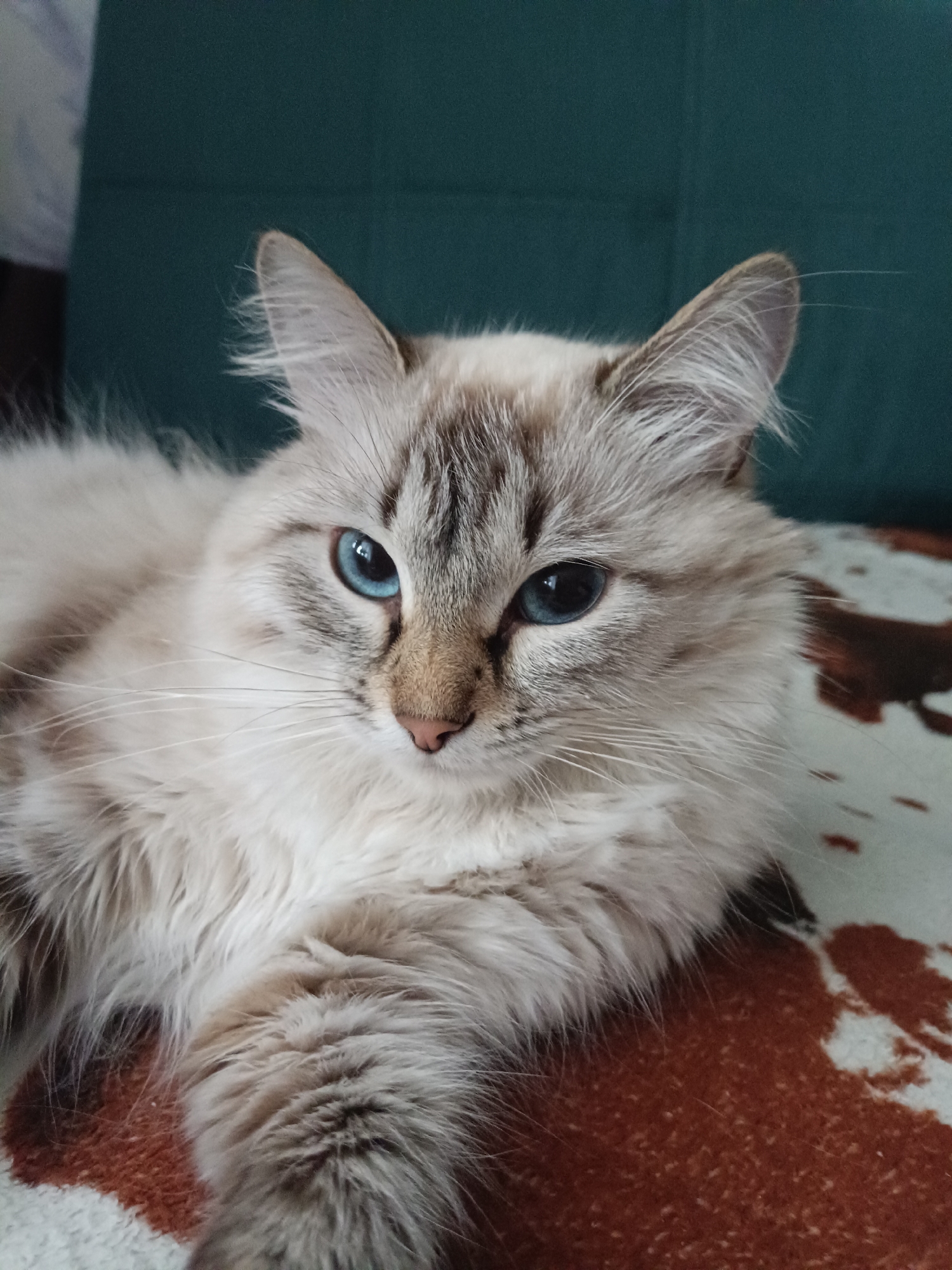 The image is a close-up, eye-level shot of a fluffy, light-colored cat with striking blue eyes. The cat is lying down on a blanket with a cowhide-like pattern. The background consists of a dark teal-colored surface, possibly a couch or wall. The cat's fur is predominantly white and cream, with tabby markings on its ears and face. Its expression is relaxed. The image does not provide any information about the city of Noviy, Russia.