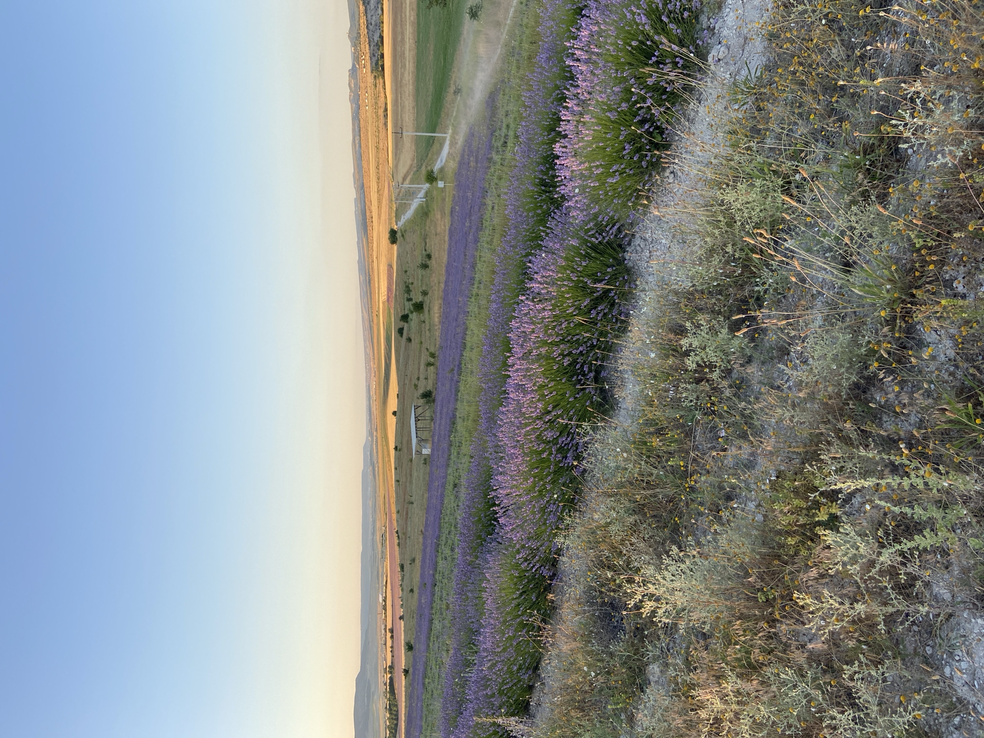 A wide-angle, eye-level shot captures a blooming lavender field on a gentle slope under a clear, pale blue sky. The foreground is dominated by dry, sparse vegetation and a gravelly path. Rows of vibrant purple lavender stretch across the mid-ground, leading the eye toward a wider landscape. In the distance, rolling hills are visible, some cultivated with fields of varying colors, suggesting agricultural activity. A dirt road with telephone poles winds its way through the landscape, and a small, simple wooden shelter with a roof stands near the lavender fields. The scene is bathed in the warm, soft light of what appears to be late afternoon or early morning. The image depicts a rural landscape in Красномакское сельское поселение, Ukraine, showcasing the natural beauty of the region during a blooming season. There are no people or animals visible in the frame.