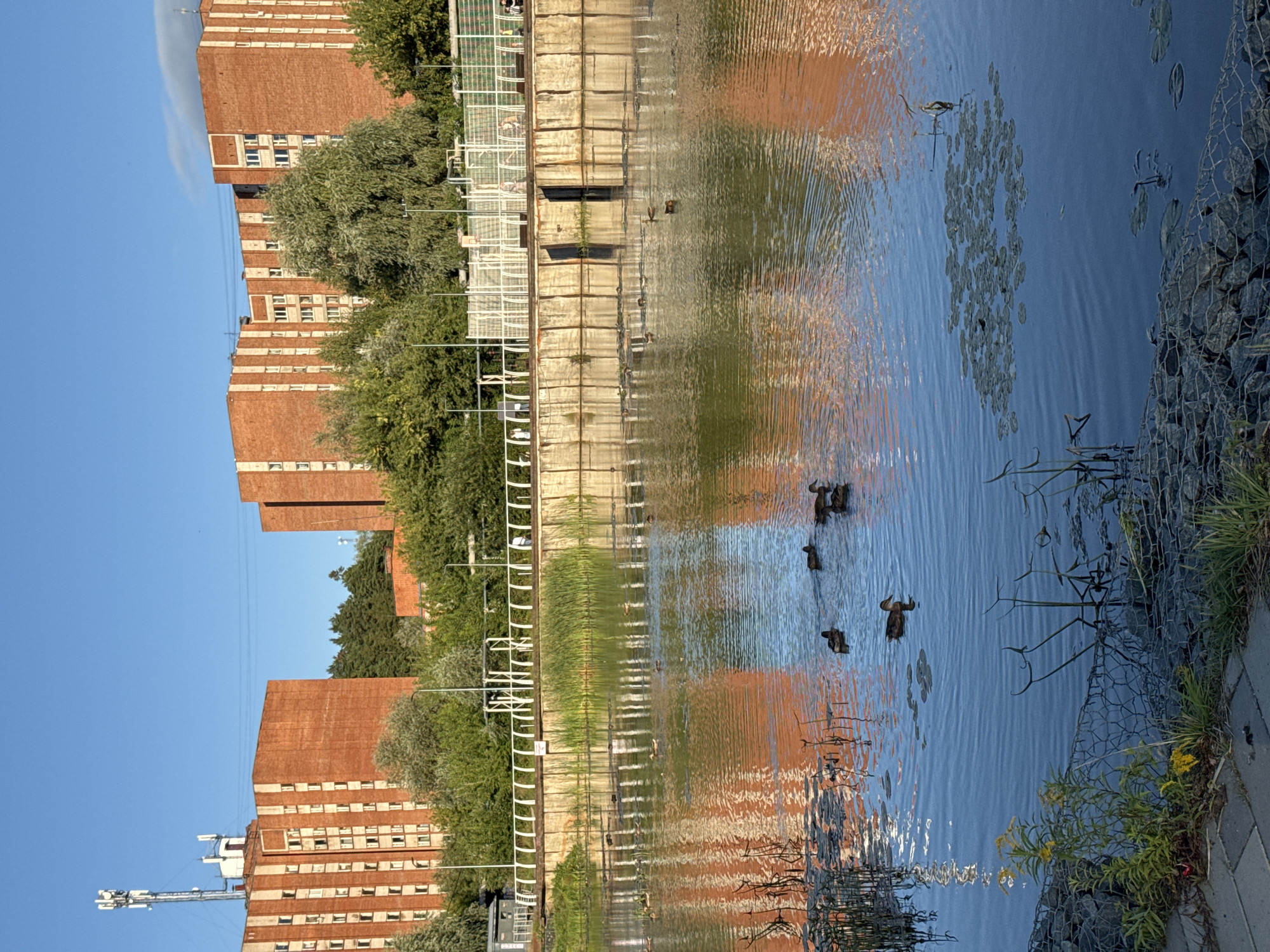 This image depicts a serene canal scene in Votkinsk, Russia, under a clear blue sky. Several ducks are seen swimming in the calm waters of the canal, their reflections shimmering on the surface alongside the reflections of the tall, red brick apartment buildings that line the opposite bank. These buildings feature a distinctive pattern of vertical white stripes. A modern pedestrian walkway with a white railing separates the canal from the buildings, with a few indistinct figures visible walking along it. The foreground shows a section of the canal bank constructed with large stones encased in wire mesh, with sparse green vegetation and yellow wildflowers growing along the edge. The overall impression is one of urban tranquility, with the natural element of the canal and its inhabitants juxtaposed against the backdrop of residential architecture.
