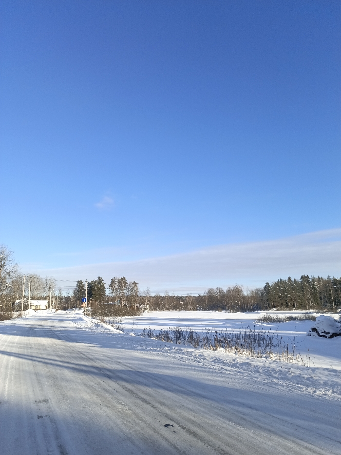 The image depicts a winter landscape in Гвардейское, Russia, under a clear, bright blue sky with minimal cloud cover. A snow-covered road, exhibiting visible tire tracks, runs from the bottom foreground, curving slightly left into the midground. To the left of the road, multiple utility poles with overhead lines are present, alongside bare deciduous trees and distant, snow-dusted buildings. To the right of the road lies a flat, snow-covered body of water, likely frozen, extending into the midground. Dry reeds and tall grasses protrude from the snow along the immediate edge of this frozen expanse. The background is dominated by a dense line of snow-covered trees, consisting of both evergreens and bare deciduous species. A blue rectangular directional sign with a white left-pointing arrow, accompanied by a smaller circular sign below it, is visible on a pole near the road on the left side, adjacent to the tree line. No individuals or active subjects are present in the scene.