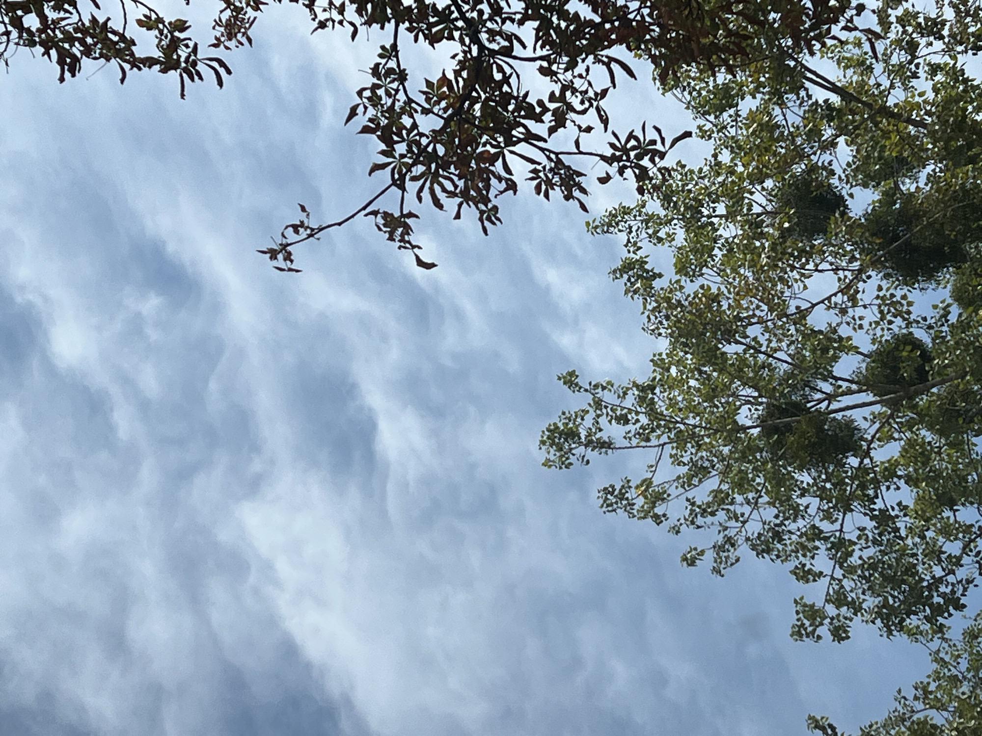 The image depicts an upward view of tree branches against a cloudy sky. The foliage is predominantly green, with some branches showing reddish-brown leaves, suggesting a transition in seasons. The sky is filled with a mix of light and darker grey clouds, indicating overcast or partly cloudy conditions. The scene appears to be outdoors in a natural setting, likely a park or a street with mature trees. The perspective is from below, looking up towards the canopy of the trees and the sky. There are no people or any signs of urban infrastructure visible in the frame, other than the trees themselves which could be part of an urban landscape. The image does not provide any specific details that would allow for the determination of its location within the city of Warsaw, Poland.