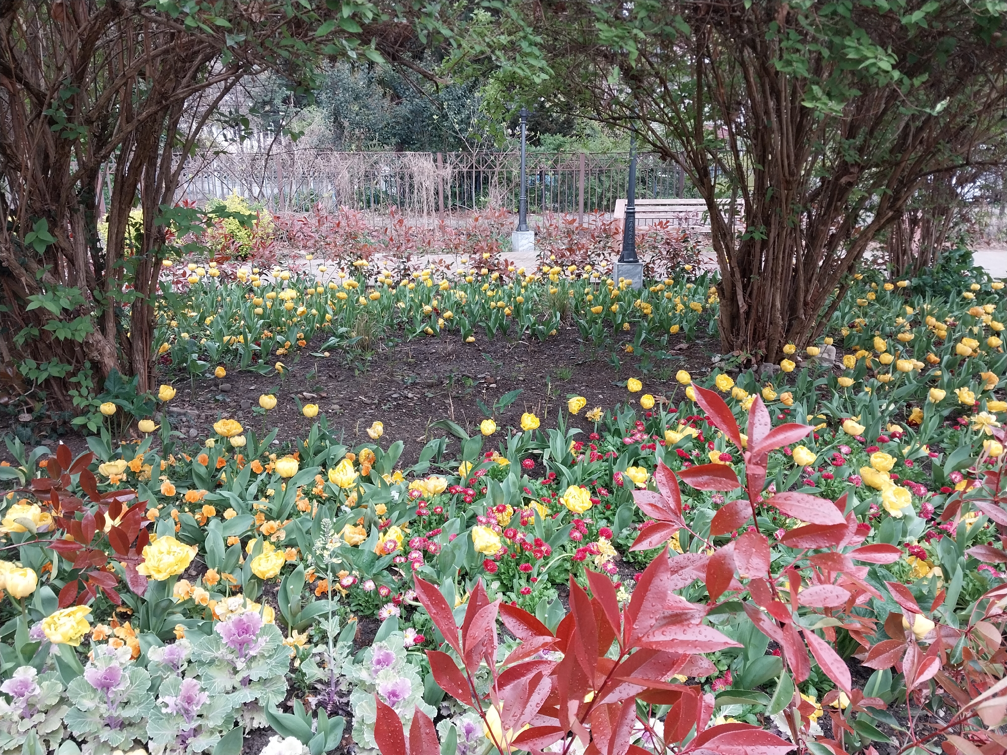 This image captures a vibrant and meticulously maintained garden or park scene, likely in Sochi, Russia. The view is framed by two large trees or dense bushes with brown, interwoven branches and sparse green foliage, forming a natural archway overhead.
The foreground and midground are dominated by extensive flower beds bursting with color. Numerous bright yellow tulips are the most prominent bloom, scattered throughout the dark, rich soil. Interspersed among the tulips are smaller clusters of orange, red, and purple flowers, adding variety to the palette. Distinctive ornamental cabbages with ruffled purple and green leaves are visible in the immediate foreground, contributing textural contrast. Several reddish-brown leafy plants appear in the foreground and midground, with small water droplets visible on their leaves, suggesting recent rain or morning dew.
In the background, a decorative black metal fence stretches across the scene, separating the garden beds from a more distant area with trees and further greenery. A black streetlamp with an ornate base stands behind the flowers, and a park bench is partially visible to the right, hinting at a public recreational space.
The scene conveys a peaceful and aesthetically pleasing atmosphere, characteristic of a springtime garden. No people or activities are visible, emphasizing the natural beauty and the careful landscaping. There is no discernible text present in the image. The lighting appears soft and diffused, possibly indicating an overcast day or early morning.