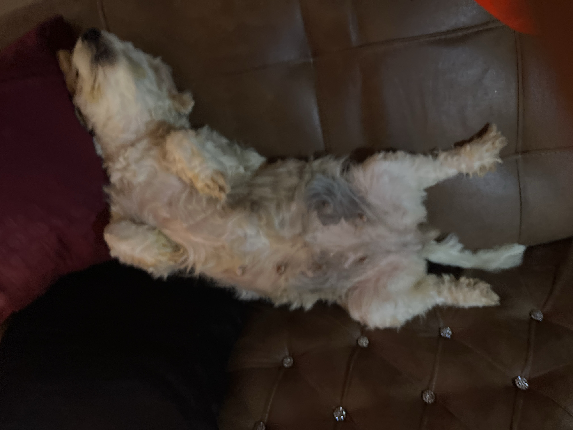 A small, light-colored dog with shaggy fur is lying on its back on a brown leather couch. The dog's belly is exposed, showing several dark nipples. The dog appears to be sleeping or resting. The couch is tufted with decorative crystal-like studs. Behind the dog, a dark pillow or cushion is visible, and to the right, a corner of a red object, possibly a blanket or toy, can be seen. The lighting is dim, suggesting an indoor setting. The image provides no information about the location in Jos, Nigeria.
