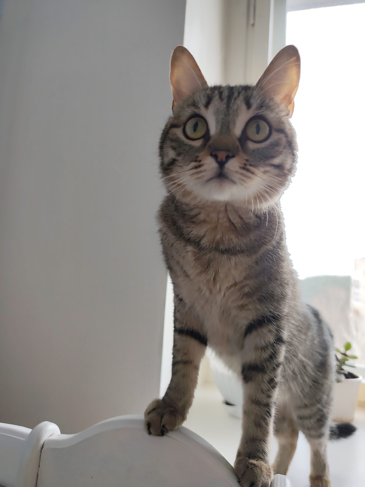 A medium shot depicts a tabby cat perched on a white, rounded surface, possibly a windowsill. The cat has short brown tabby fur, pointed ears, and alert, yellow eyes. The cat is positioned in front of a window, with light streaming through it and illuminating the right side of its face. The environment to the left appears to be a white wall, while potted plants are visible near the window. The image was taken in a domestic setting, presumably in a building or home. I am unable to provide the location of the city of Chaikovsky, Russia, as I cannot determine where the photo was taken based on the visual information.