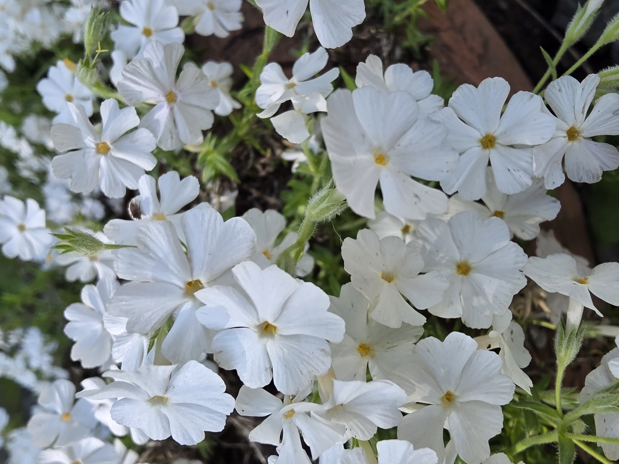 A close-up captures a cluster of white flowers with five petals each and a yellow center, their petals slightly creased. The flowers are surrounded by greenery and a few unopened buds with fuzzy stems. The background is a blend of dark shadows and brown tones, possibly soil or a planter. The location, Chaikovsky, Russia, is based on metadata and not visible within the frame. No people, interactions, or specific actions are depicted.