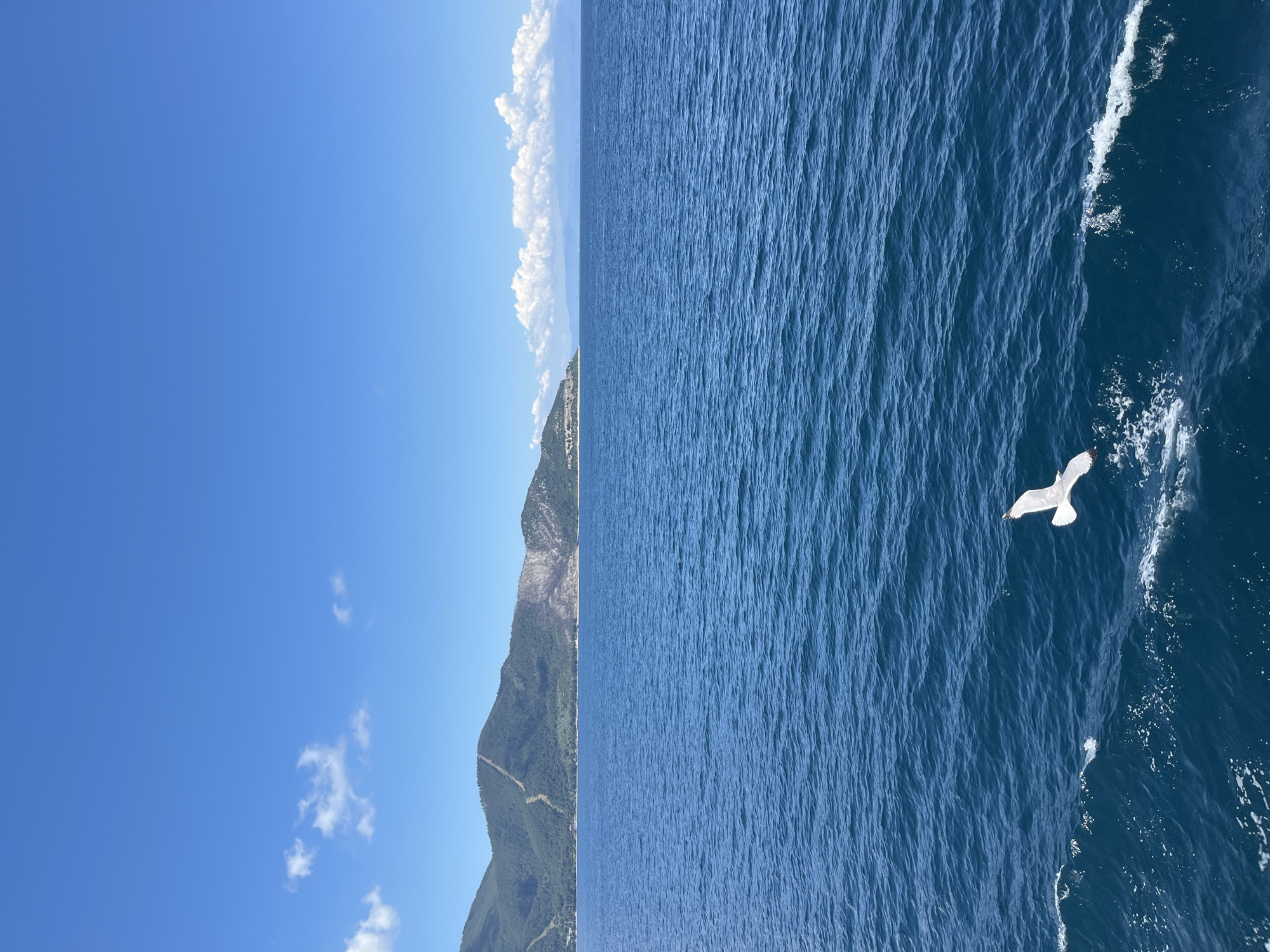 A bright, clear day is depicted over the Aegean Sea, with a view of the Thassian coastline. The water is a deep blue, with gentle waves creating white foam along their crests. A lone seagull, with wings outstretched, soars just above the water in the foreground. In the mid-ground, the island of Thassos rises, its lush green hills dotted with trees. A noticeable scar of lighter earth runs down the side of one of the hills. A small settlement is visible along the coastline. The sky is a vibrant blue, with a few scattered white clouds on the horizon.