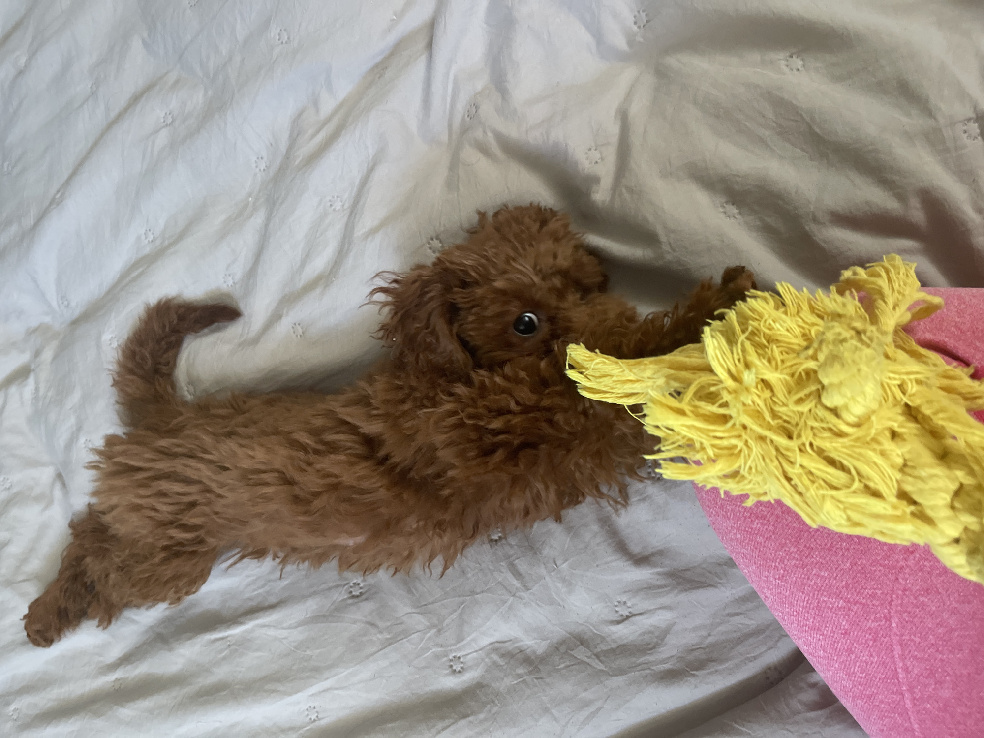 A small, brown, curly-haired puppy, likely a poodle or doodle mix, is captured in a high-angle shot, lying on a white bedsheet. The puppy is light brown with soft, textured fur, and its single visible eye is dark and bright, focused intently on an object to its right. Its body is stretched out, with its tail curled slightly to the left side of the frame.
The puppy appears to be playing with a bright yellow, stringy object that resembles a mop head or a robust string dog toy. This toy is positioned near the puppy's head and front paws. Behind the yellow toy, a portion of a pink, textured cushion or pet bed is visible, providing a contrasting color element. The white bedsheet beneath the puppy and toys features subtle, embroidered patterns of small, light-colored dots or flowers.
The lighting in the image is bright and even, suggesting it was taken during the daytime. The scene evokes a feeling of playful engagement and warmth. There is no visible text. This indoor scene was captured in Sofia, Bulgaria.
