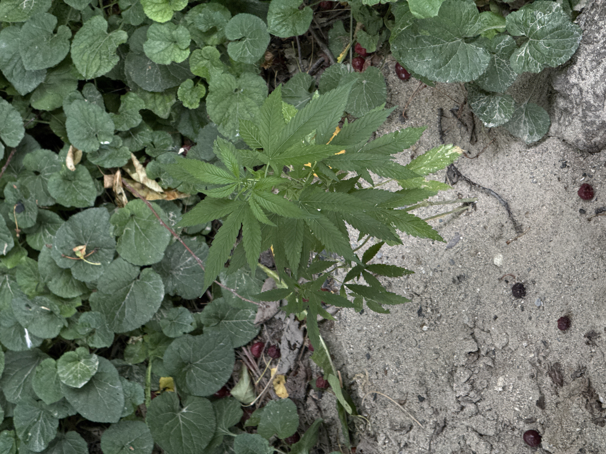 This media file is a close-up, overhead shot of a cannabis plant growing amongst other foliage and sandy ground. The cannabis plant, with its distinctive serrated leaves, is centrally located and appears to be a young specimen. To the left of the cannabis plant is a dense patch of broad, green leaves, likely from a different plant species, some of which have a slightly dusty or variegated appearance.
The ground beneath the plants transitions from dark soil and leaf litter to a lighter, sandy texture on the right side of the frame. Several small, dark red berries are scattered throughout the scene, some nestled within the green leaves and others on the sandy ground. A rough, greyish rock or concrete structure is visible on the far right, bordering the sandy area.
The lighting suggests it is daytime, with no strong shadows indicating the time of day. The overall mood is naturalistic, focusing on the textures and colors of the plant life and the ground. There is no visible text in the image. The scene appears to be an outdoor environment, possibly a garden edge or a wild patch of ground where these plants have naturally grown.