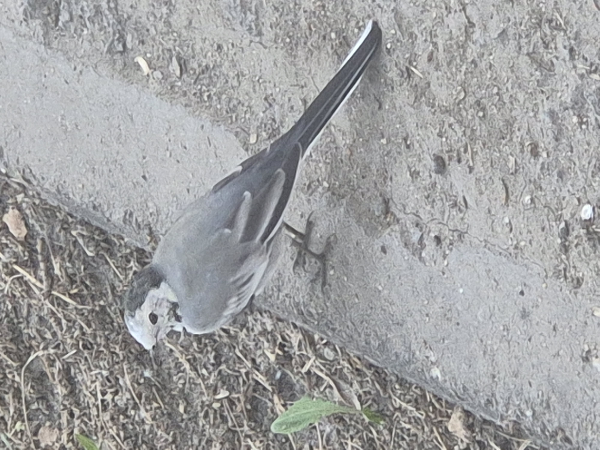 A white wagtail is standing on a concrete curb in an outdoor environment, likely a park or roadside, in Kokshetau, Kazakhstan. The bird is facing left, with its head slightly tilted down. It has black markings on its head and back, with a white underside and a long, black tail with white edges. The ground is composed of dirt, dry grass, and small pebbles. A single green sprout is visible to the left of the bird. The concrete curb is gray and appears slightly worn. The lighting suggests it is daytime, possibly overcast, as there are no strong shadows.
