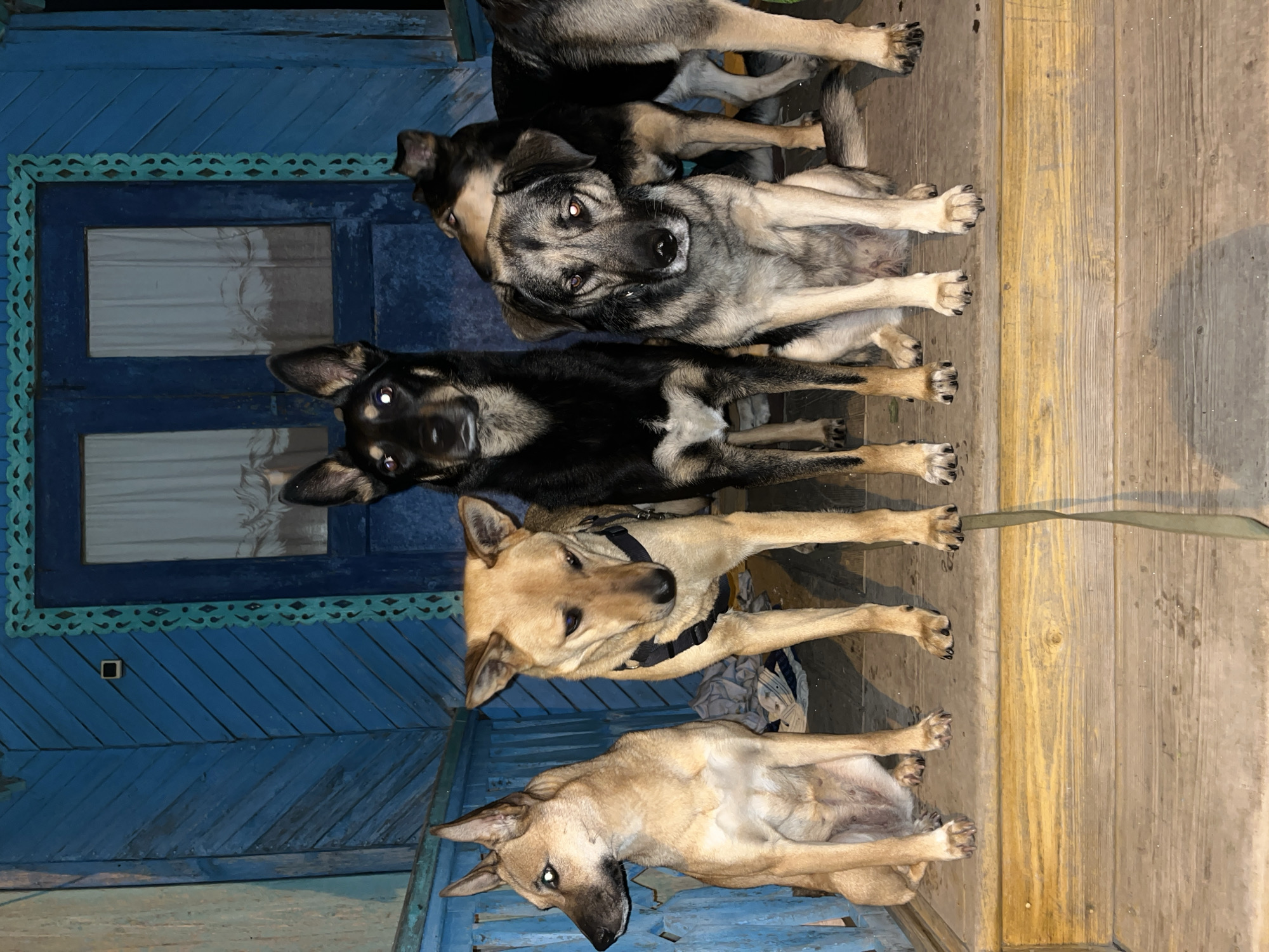 Five dogs are lying on a wooden porch in front of a blue-painted building in what may be Nizhny Tagil, Russia. The building has a blue door with decorative trim. The dogs are lined up vertically in the image. The top dog is grey and white and looking up at the camera. The second dog is black and white. The third dog is tan and wearing a black harness. The fourth dog is also tan, lying on its side. The fifth dog, at the bottom, is tan and partially obscured. A leash is visible extending from one of the dogs.