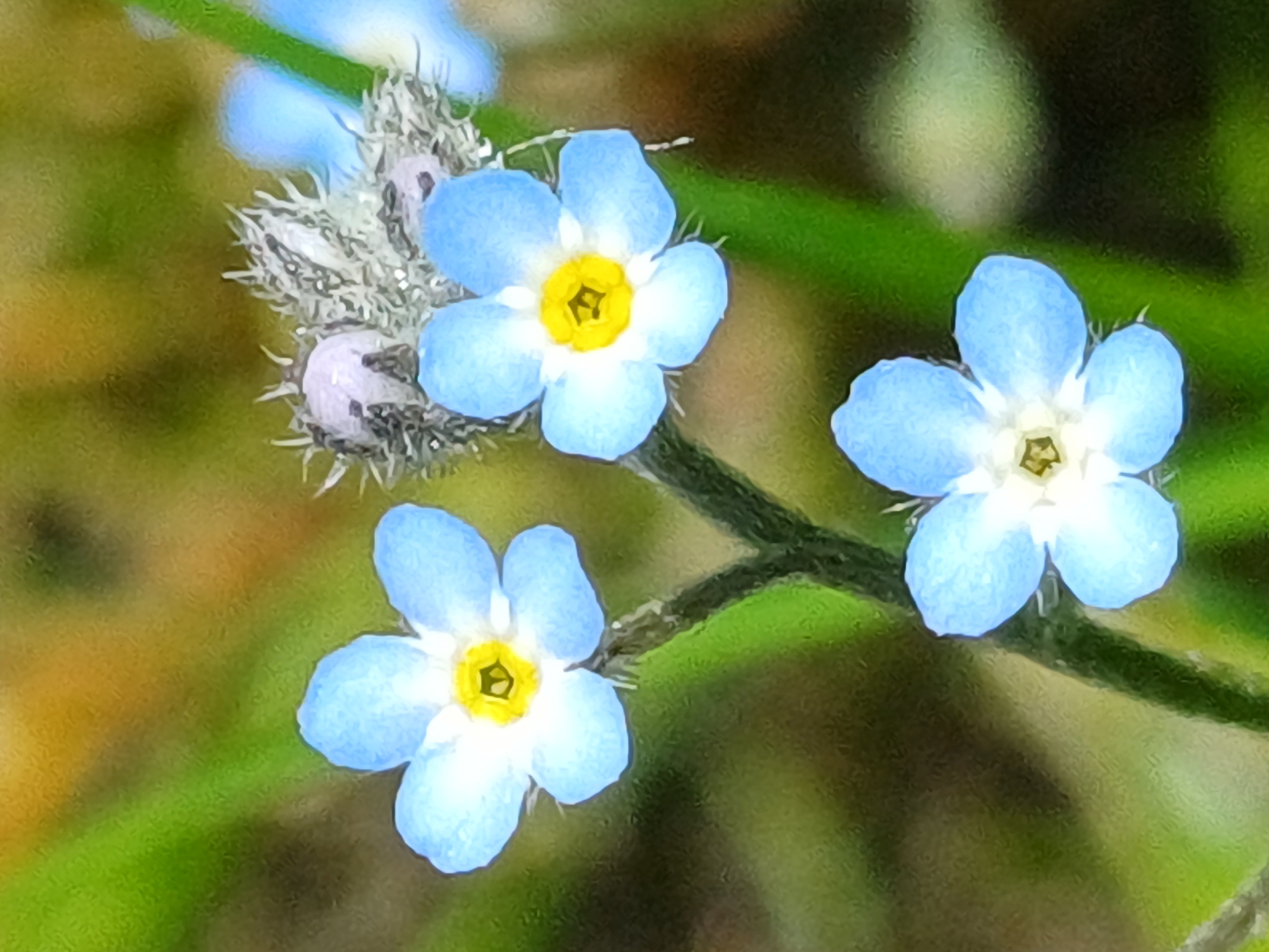 A macro photograph showcases a cluster of delicate blue forget-me-not flowers with yellow centers, set against a softly blurred green and yellow background. The flowers are arranged on a thin stem, with one prominent bloom in the lower center, two others to its left and right, and another partially visible in the upper right. A spiky, seed-bearing structure is also visible amongst the blooms. The lighting is soft and diffused, highlighting the fine details of the petals and stamens. This image was captured in a natural setting, likely a garden or park, however, no specific location in the city of Riga, Latvia can be identified from the visual information provided.