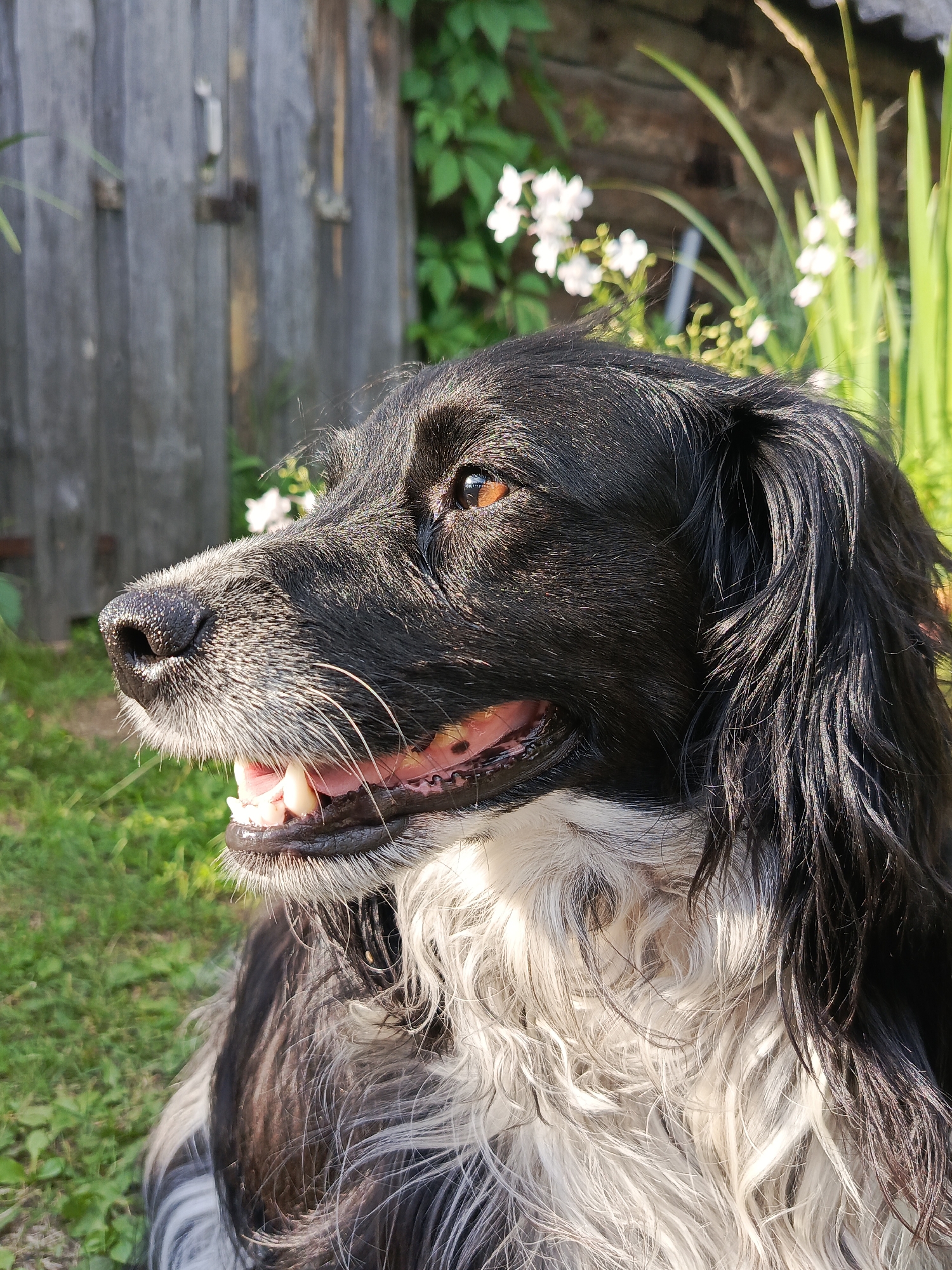 A medium shot of a black and white dog is captured in profile, facing left. The dog's fur is a mix of black and white, with black on its head and back, and a prominent white chest and ruff. Its ears are long and floppy, with black fur. The dog has light brown eyes and a pink tongue is visible as its mouth is slightly open, revealing its teeth. Its snout is covered in white whiskers.
The background suggests an outdoor setting. To the left, a weathered wooden fence with visible vertical planks and horizontal support beams forms a rustic backdrop. Behind the fence and to the right, lush green foliage is visible, with a few delicate white flowers interspersed among tall, bright green stalks of grass or reeds. The sunlight appears to be strong, casting highlights on the dog's fur and creating a bright, sunny atmosphere. The overall impression is one of a dog enjoying a pleasant day outdoors, possibly in a rural or garden setting. The time of day appears to be late morning or afternoon, given the quality of the sunlight. No text is visible in the image.
