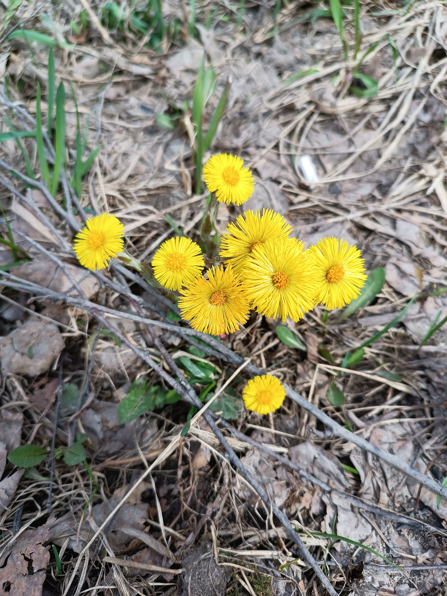 The image shows a cluster of yellow flowers, likely Coltsfoot (Tussilago farfara), growing among dry leaves, twigs, and sparse green vegetation. The setting appears to be a natural area within an urban or suburban environment, potentially a park or a wooded edge in the city of Chaikovsky, Russia. No people or animals are visible in the image. The scene suggests early spring, with the Coltsfoot being one of the first flowers to appear. A single white item, possibly a cigarette butt or a small piece of paper, is visible among the vegetation.