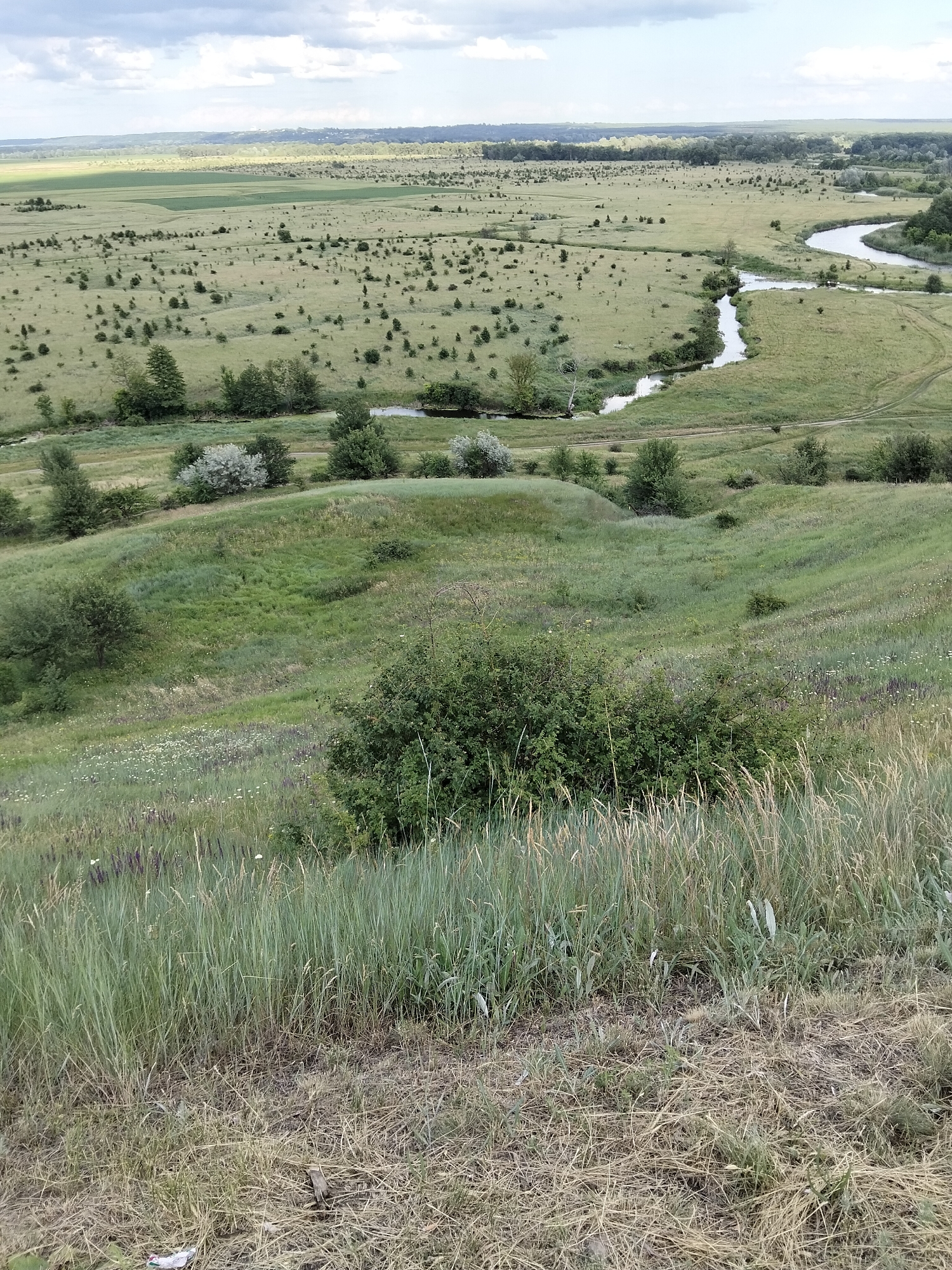 This is a scenic, wide-angle outdoor photograph taken from a high vantage point, looking out over a rolling, verdant landscape. In the foreground, the terrain slopes downwards, covered in tall, dry grass mixed with some green stalks and scattered wildflowers. A dense, dark green bush is visible in the lower right corner.
The middle ground features a series of undulating green hills dotted with trees and shrubs. A winding river or stream snakes through the landscape, reflecting the cloudy sky. There are some scattered trees and bushes along the banks of the water.
In the background, the land flattens out into a wide plain covered in fields and scattered trees. A treeline of dense, dark green foliage marks the horizon, with a hazy, muted sky above, characterized by large, white, diffused clouds. The overall impression is one of a tranquil, natural environment, possibly a rural or park-like setting. The location is identified as being in the city of Ustyvytsia, Ukraine. There are no people or animals visible in the image.