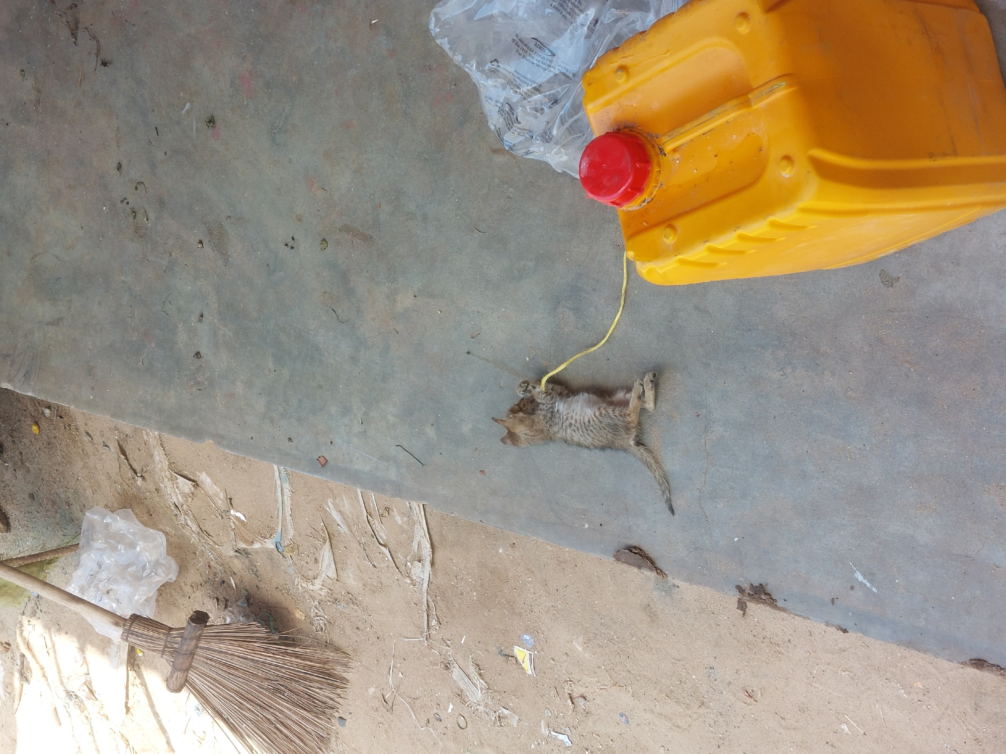 A deceased, thin, tabby kitten lies on a gray concrete surface next to a yellow plastic container with a red cap. A thin yellow cord connects the kitten to the container. Nearby is a partially visible broom and a plastic bag, situated on a dirt and debris-strewn ground. The text on the plastic wrap indicates it is from BAKHRESA FOOD PRODUCTS LTD in Dar es-Salaam, Tanzania.