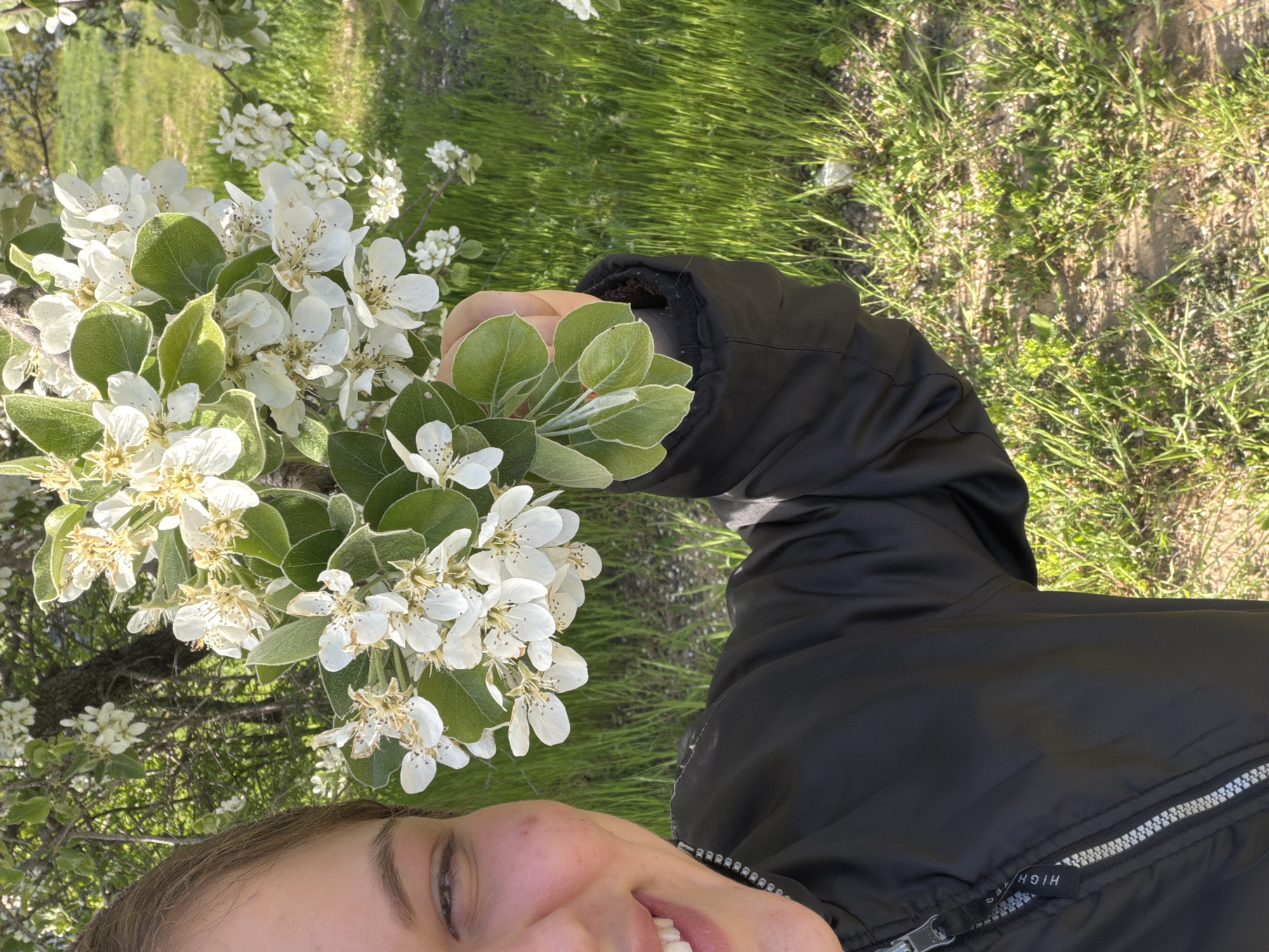 This media file captures a close-up, rotated view of a person outdoors, seemingly taken in portrait orientation and viewed sideways. The image is rotated counter-clockwise, placing the person's head on the left side of the frame and their body extending to the right.
The primary subject is a person, partially visible from the face down to their chest and arm. Their face, including an eye and a smiling mouth, is visible in the lower-left corner, conveying a sense of contentment or joy. With one hand, they are gently holding a prominent cluster of white blossoms with fresh green leaves. These flowers are small, numerous, and clustered, strongly resembling spring fruit tree blossoms like pear or apple.
The person is wearing a black jacket with a prominent silver zipper. On a small tag attached to the zipper, the word "HIGH" is visible in white lettering.
The background consists of lush green grass, slightly out of focus, extending across the upper and right portions of the image. More flowering trees or bushes are visible further back, contributing to a vibrant, natural setting. The bright lighting and clear shadows suggest it is a sunny day.
The overall scene evokes a springtime atmosphere in a natural environment, likely an orchard or garden. The location context is Priseltsi, Bulgaria.