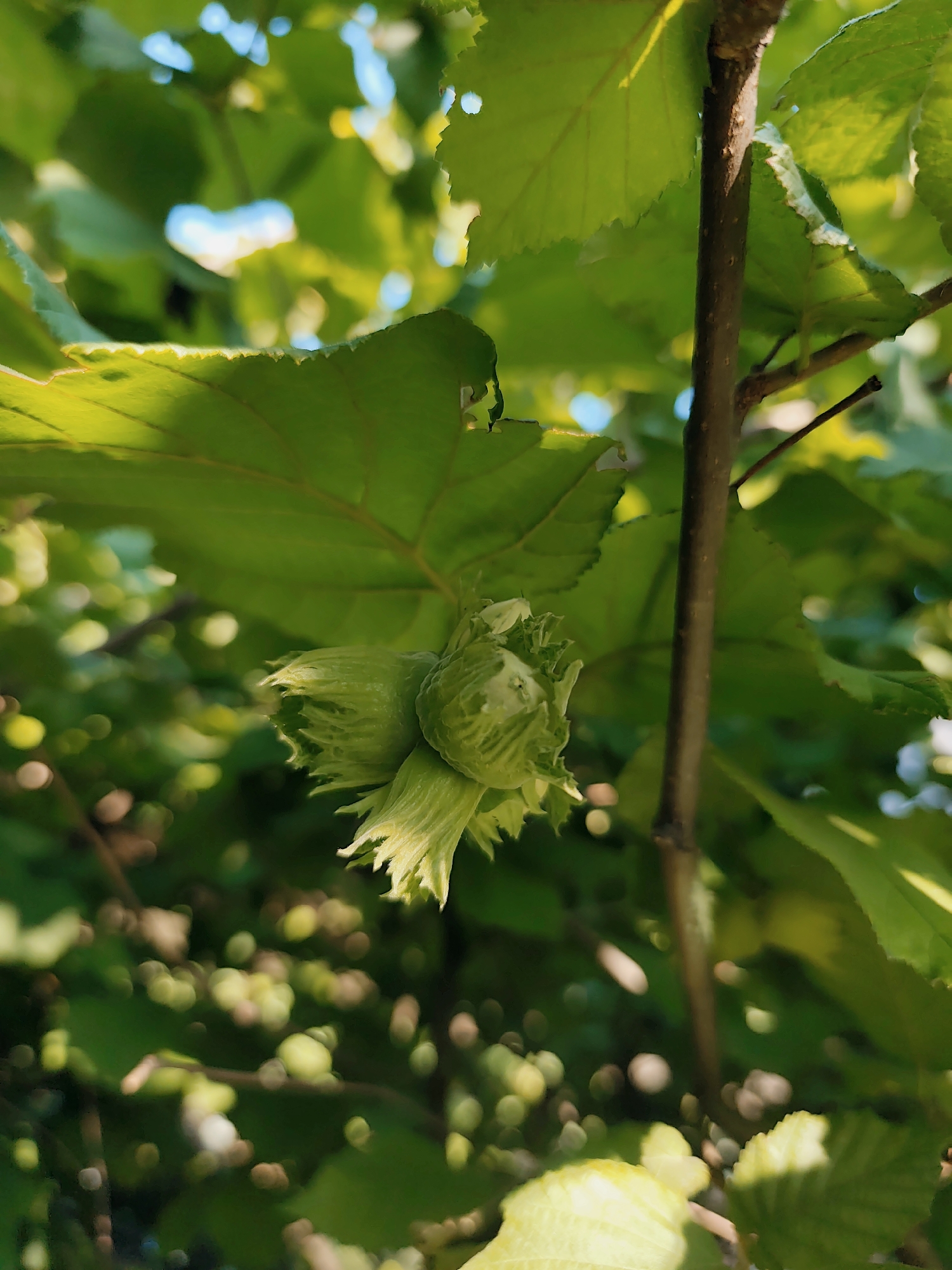 This is a close-up, outdoor, vertical, eye-level photograph of unripe hazelnuts on a branch. The hazelnuts are clustered together and are a vibrant green, with fringed husks. They are positioned slightly to the left of the center of the frame. Lush, green leaves surround the hazelnuts, with some leaves in the foreground and others in the background, creating a sense of depth. The sunlight filters through the leaves, casting dappled light and creating a bokeh effect in the background. A thin, brown branch runs vertically through the right side of the image. The overall impression is one of natural abundance and growth, likely captured in a garden or natural setting in Durlești, Moldova. There are no people or animals visible in the image.