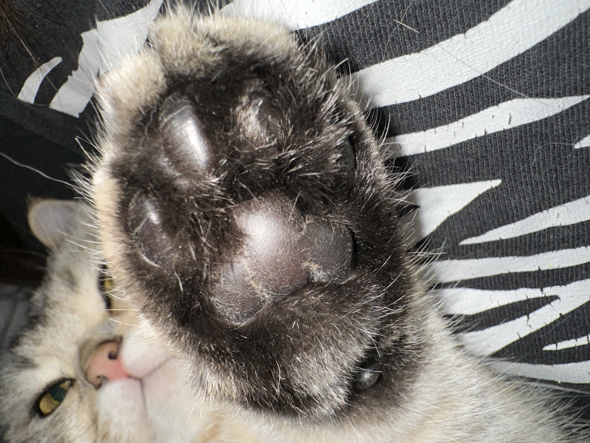 The image shows a close-up of a cat's paw resting on a black and white striped fabric. The cat's fur is a mix of grey and white, and its paw pads are dark and leathery. The cat's face is partially visible in the upper left corner of the image, with its eye open and looking towards the camera. The striped fabric appears to be part of a garment or blanket. The lighting is dim, suggesting the image was taken indoors.