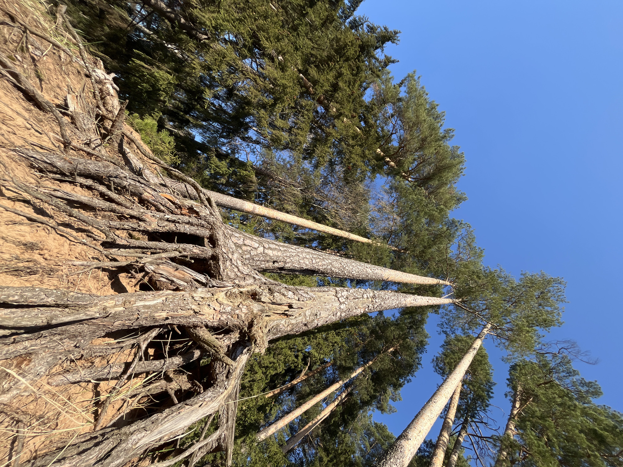 The image shows a ground-level, upward-angled view of a cluster of trees against a clear, bright blue sky. The trees are tall and slender, with bark that appears rough and textured. The root system of one or more trees is visible on the left side of the frame, appearing exposed from the earth. The surrounding area seems to consist of soil or sandy material. The image was taken in the city of Chaikovsky, Russia.