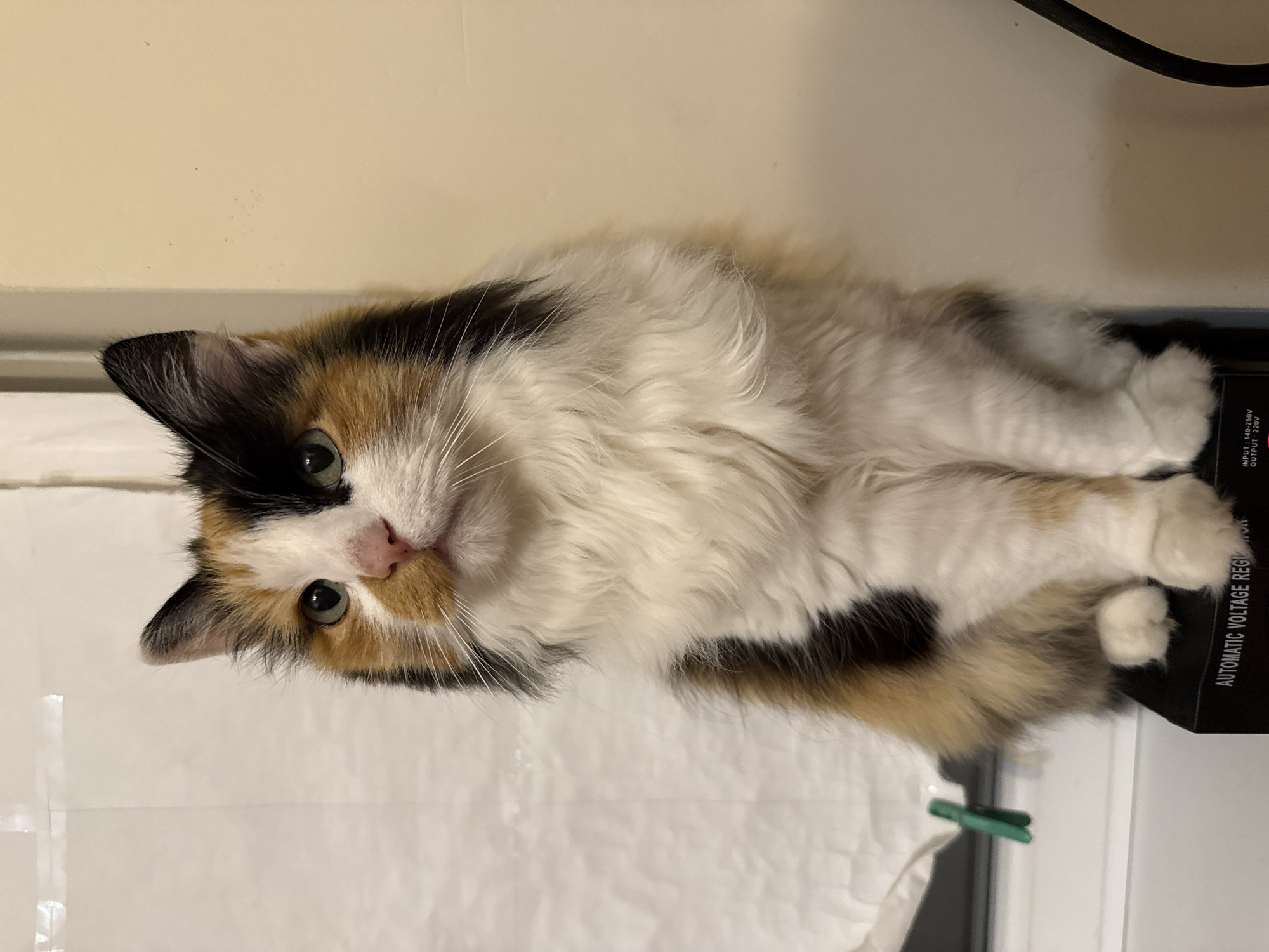 A long-haired calico cat sits facing forward on a black electronic device with the words "AUTOMATIC VOLTAGE REGULATOR" visible. The cat has patches of white, black, and orange fur, and its ears are pointed. The background consists of a white, textured surface on the left and a plain, beige wall on the right. A green clothespin is attached to the white surface.
