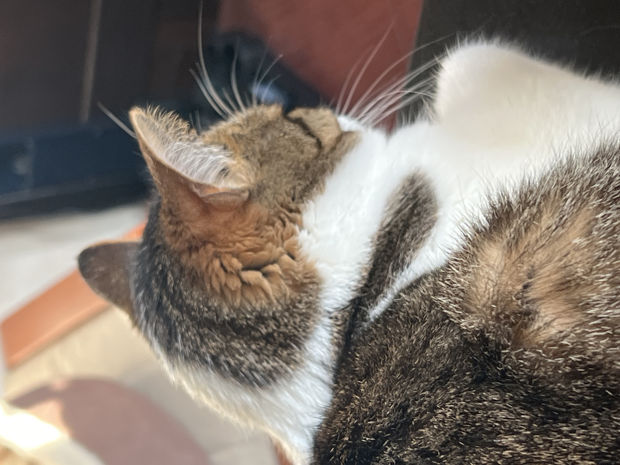 A close-up shot captures the fur of a domestic cat, likely a tabby. The cat's fur exhibits a mix of brown, white, and black, with distinct tabby markings visible. The focus is on the cat's head and upper body, with its ear clearly visible and twitching slightly. Long, white whiskers extend from the cat's muzzle, some appearing stiff and upright, suggesting alertness. The background is out of focus, with hints of a dark, rectangular object on the left, possibly a piece of furniture or an electronic device. On the right, a blurry reddish-brown area could be a person or another object. The lighting suggests it is daytime, with a warm, soft glow illuminating the cat's fur. There are no visible signs of text in the image. The overall impression is one of a relaxed, domestic pet in a home environment. Given the location context of Moscow, Russia, the setting appears to be indoors, possibly near a window given the lighting and the hint of a shadow on a light-colored surface in the lower left. The cat's posture and relaxed demeanor suggest a peaceful moment.