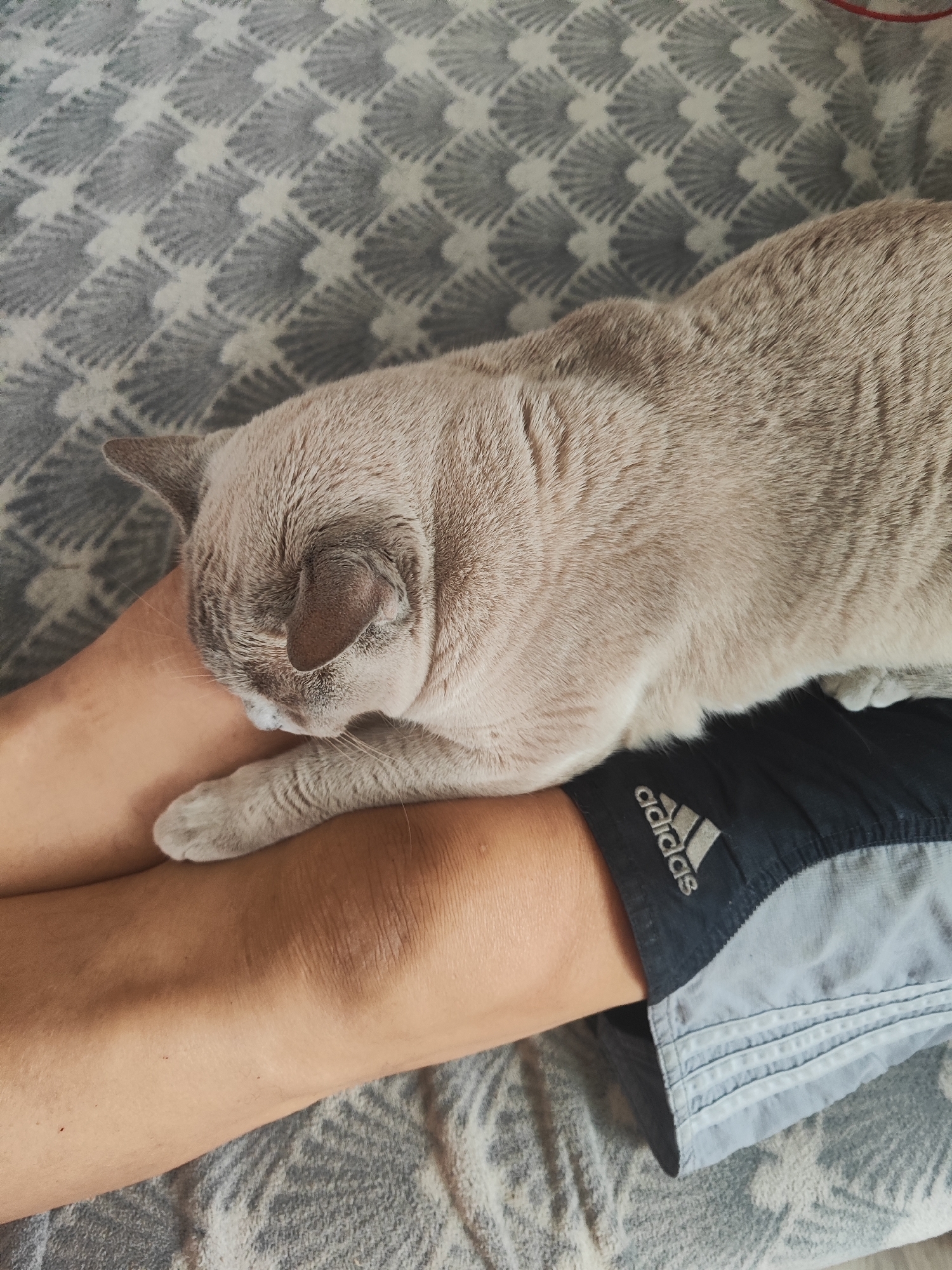 A light grey British Shorthair cat is curled up on a person's lap. The cat's head is resting on the person's leg, and its eyes are closed. The person is wearing dark grey athletic shorts with an Adidas logo. The background is a grey patterned blanket. This image was taken in Gvardeysk, Russia.