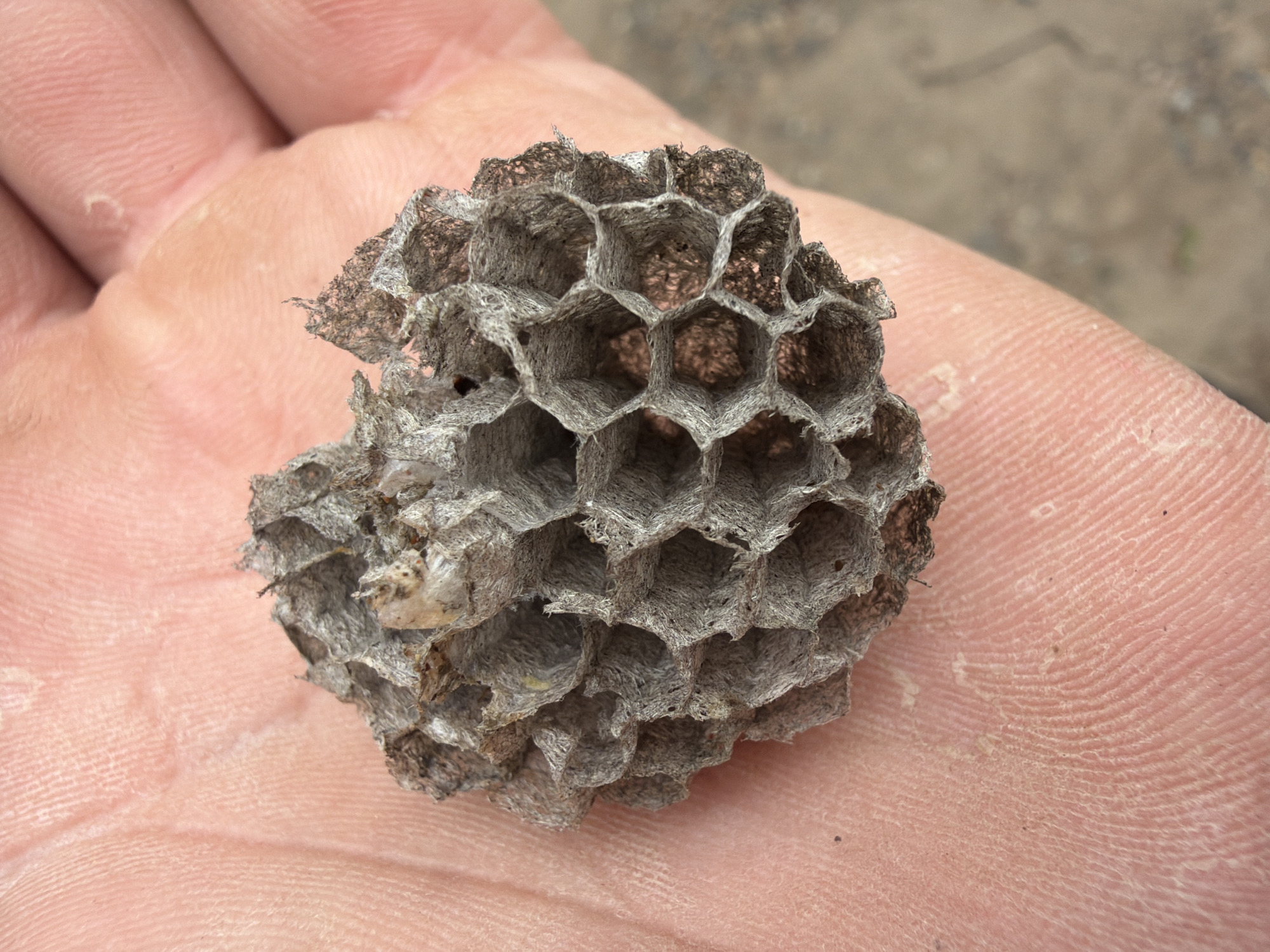 A close-up shot shows a fragment of a wasp nest held in the palm of a person's hand. The nest is constructed of multiple hexagonal cells, exhibiting a greyish-brown color. The hand shows signs of dryness and peeling skin. The background is blurred and appears to be an outdoor environment with dirt or gravel. The exact location in Chaikovsky, Russia, cannot be determined from the image.