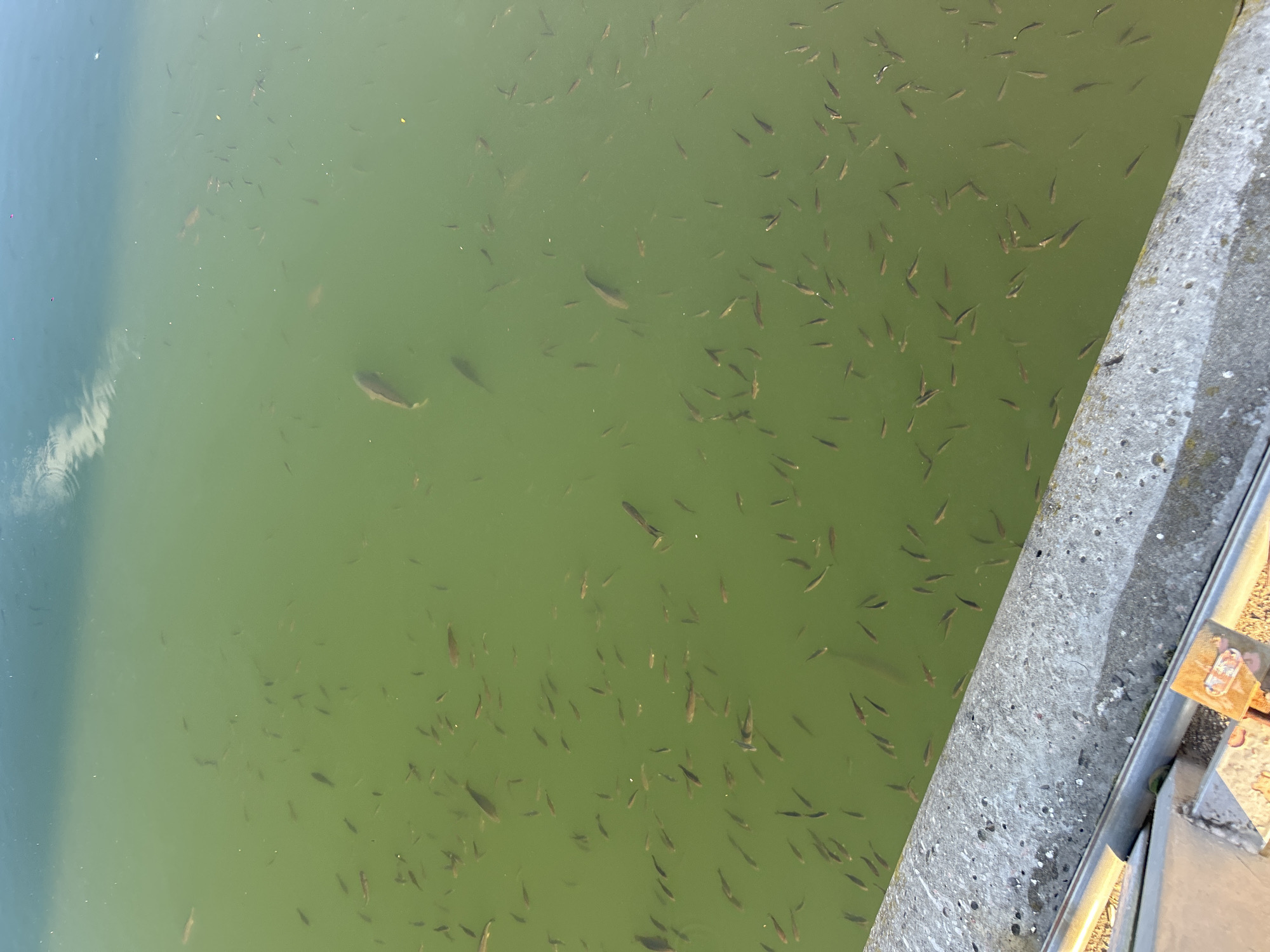 The image shows a view from above looking down into green water with many small fish swimming. The water appears murky and somewhat reflective. On the right side of the frame is a concrete structure, likely part of a bridge or embankment. The location is in Plovdiv, Bulgaria.