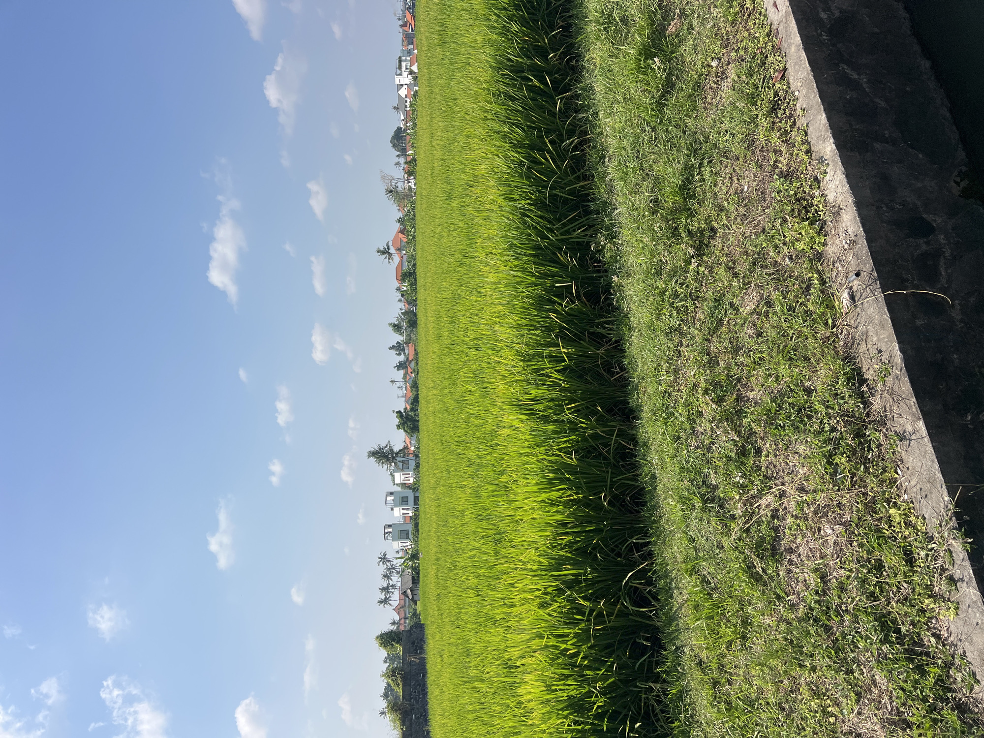 The image captures a vibrant, sun-drenched landscape of lush green rice paddies in Mengwi, Indonesia. The foreground features a textured grassy embankment with a concrete edge, possibly part of an irrigation channel. The middle ground is dominated by an expansive, undulating field of young rice plants, their leaves a brilliant emerald green, catching the sunlight and creating a sense of depth and vastness. In the distance, a low-rise settlement is visible, characterized by a variety of buildings with red-tiled roofs and some modern white structures. Palm trees and other vegetation dot the horizon, interspersed with the buildings, creating a classic tropical vista. The sky above is a clear, bright blue, punctuated by scattered, fluffy white clouds. The overall impression is one of rural tranquility and natural beauty under a bright, sunny sky. There are no people or animals visible in the image.