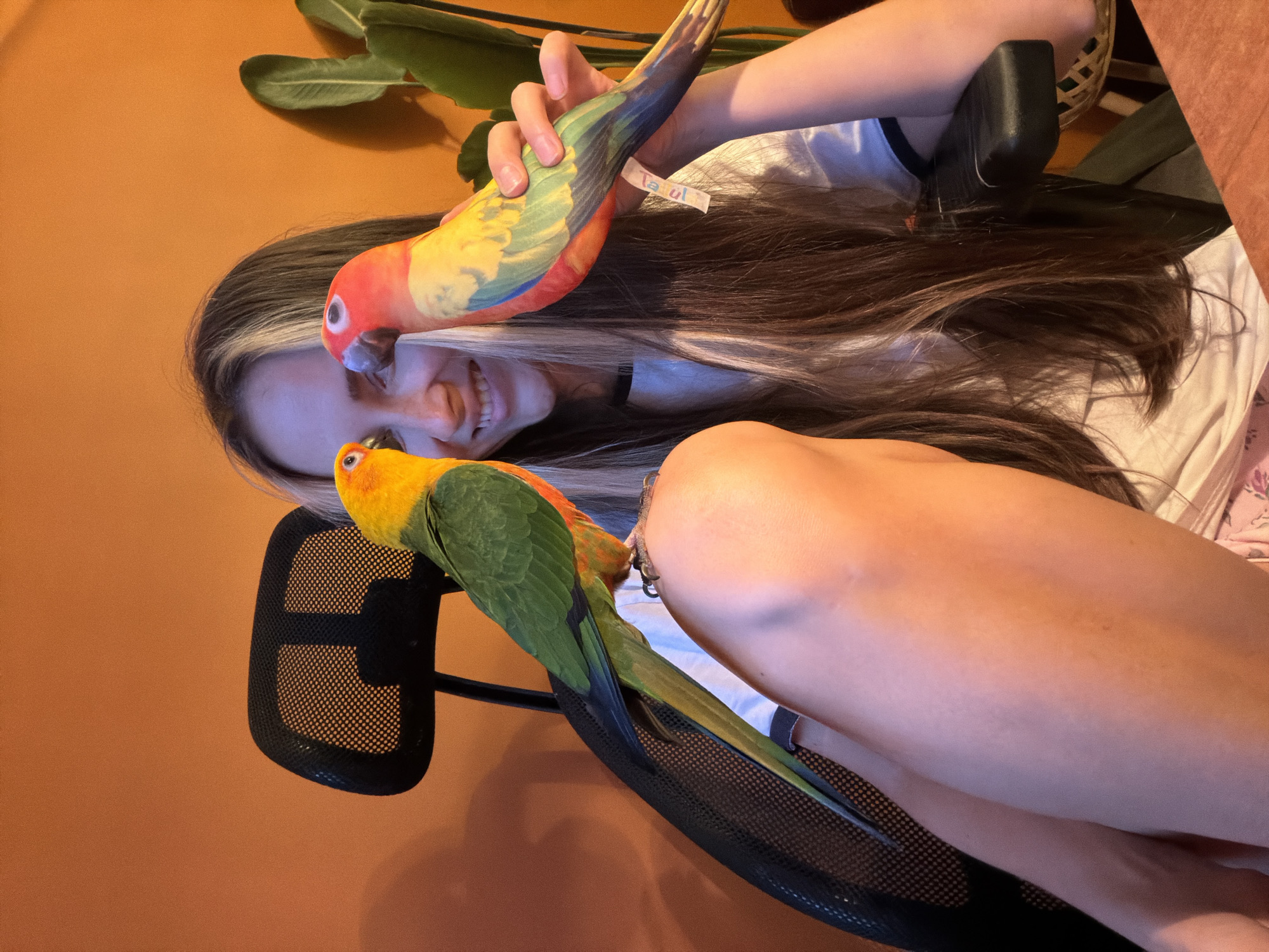In this medium shot, a young person with long, dark hair, streaked with blonde, is sitting at a desk in what appears to be a home office setting. The background is an orange wall, with a large green leaf plant visible in the upper left corner. The person is looking towards the camera with a wide smile, holding a plush toy parrot with vibrant red, yellow, and green feathers. Another live parrot, with similar coloring, is perched on the armrest of the person's black office chair. The scene is brightly lit, suggesting it is daytime. The person is wearing a white t-shirt and shorts. A white tag with some text is visible on the plush parrot. The overall mood is cheerful and playful. The location is Khimki, Russia.