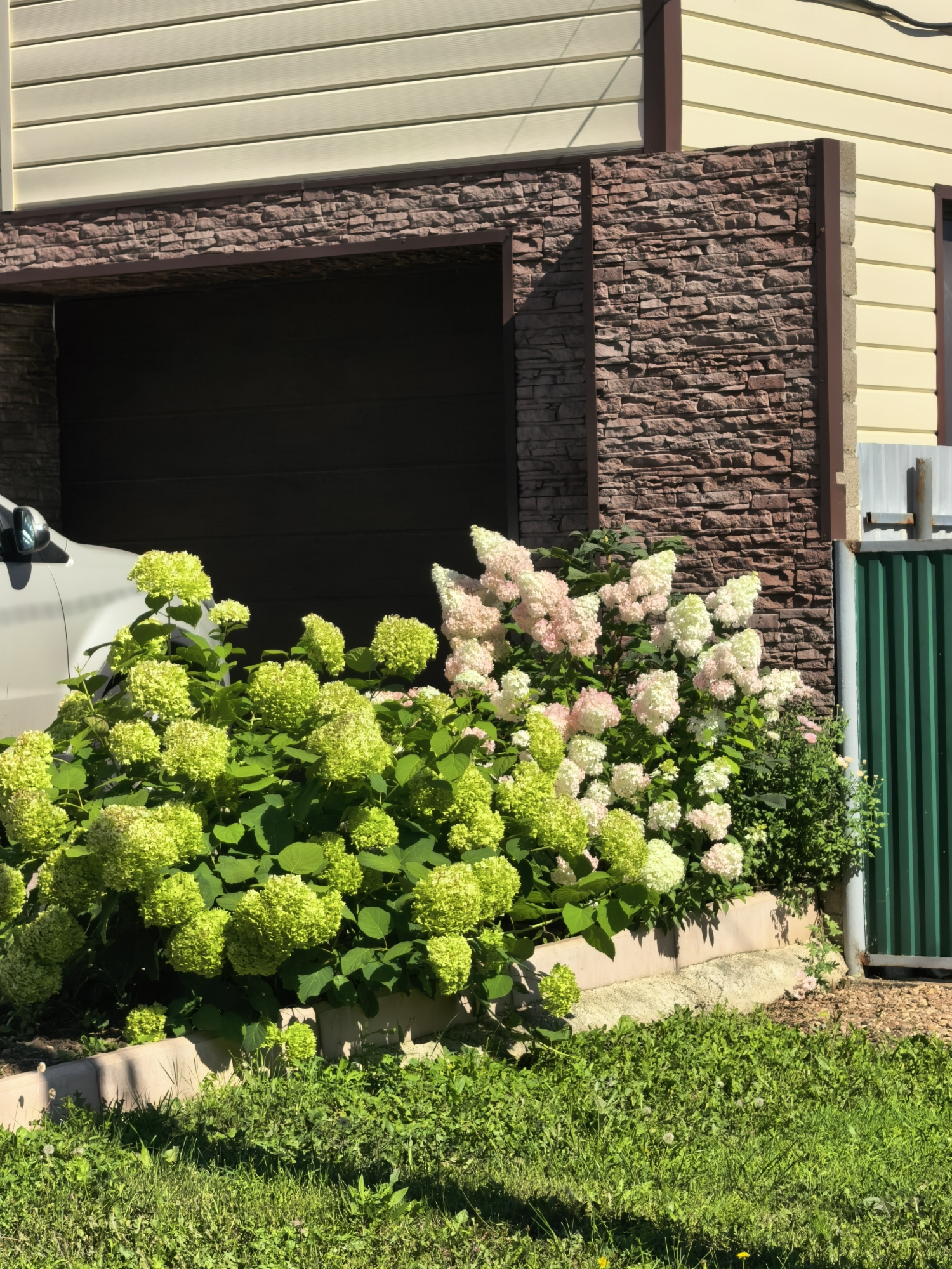 The image depicts a close-up view of a house with a garage door and surrounding landscaping. The house features a light-colored siding and a decorative stone veneer around the garage entrance. In front of the house, there are two large bushes of hydrangeas, one with vibrant green blooms and the other with a mix of pink and white blooms. The ground in front of the bushes is covered with green grass and some scattered dandelions. A portion of a light-colored car is visible to the left of the frame. To the right, a green corrugated metal fence and a metal post are present. The scene suggests a sunny day, with strong shadows cast by the foliage. The image does not contain any people or visible actions. The location is identified as Sterlitamak, Russia, suggesting this is a residential setting.