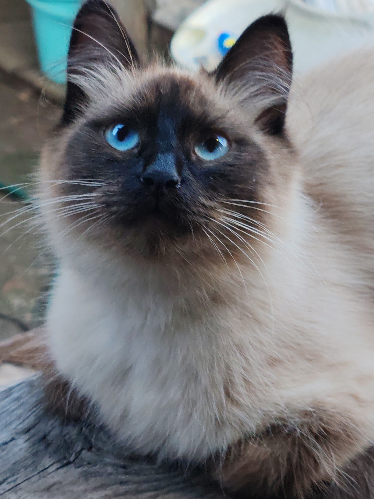 A close-up, head-and-shoulders shot shows a Siamese cat with striking blue eyes. The cat has a dark brown face mask and ears, with lighter cream-colored fur on its body. Its long white whiskers are clearly visible. The cat is looking upwards, with its gaze directed slightly to the left of the camera. The background is blurred and appears to be outdoors, with some hints of light-colored objects, possibly buckets or containers. The cat is positioned on a textured surface, likely wood, which appears weathered. There is no information or visual evidence to indicate this image was taken in the city of Кашино, Russia.