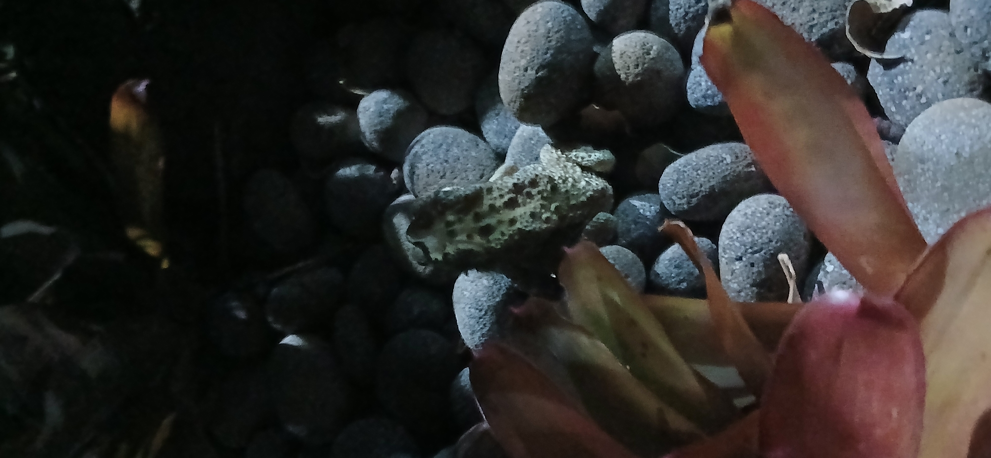 A frog is camouflaged among smooth, gray pebbles. The frog has a speckled pattern of green and brown. In the foreground, out-of-focus reddish-brown plant leaves are visible. The background is dark and blurred, suggesting low light conditions. The scene appears to be outdoors, possibly in a garden or natural environment in Sekarputih, Indonesia, where such amphibians and foliage are common.