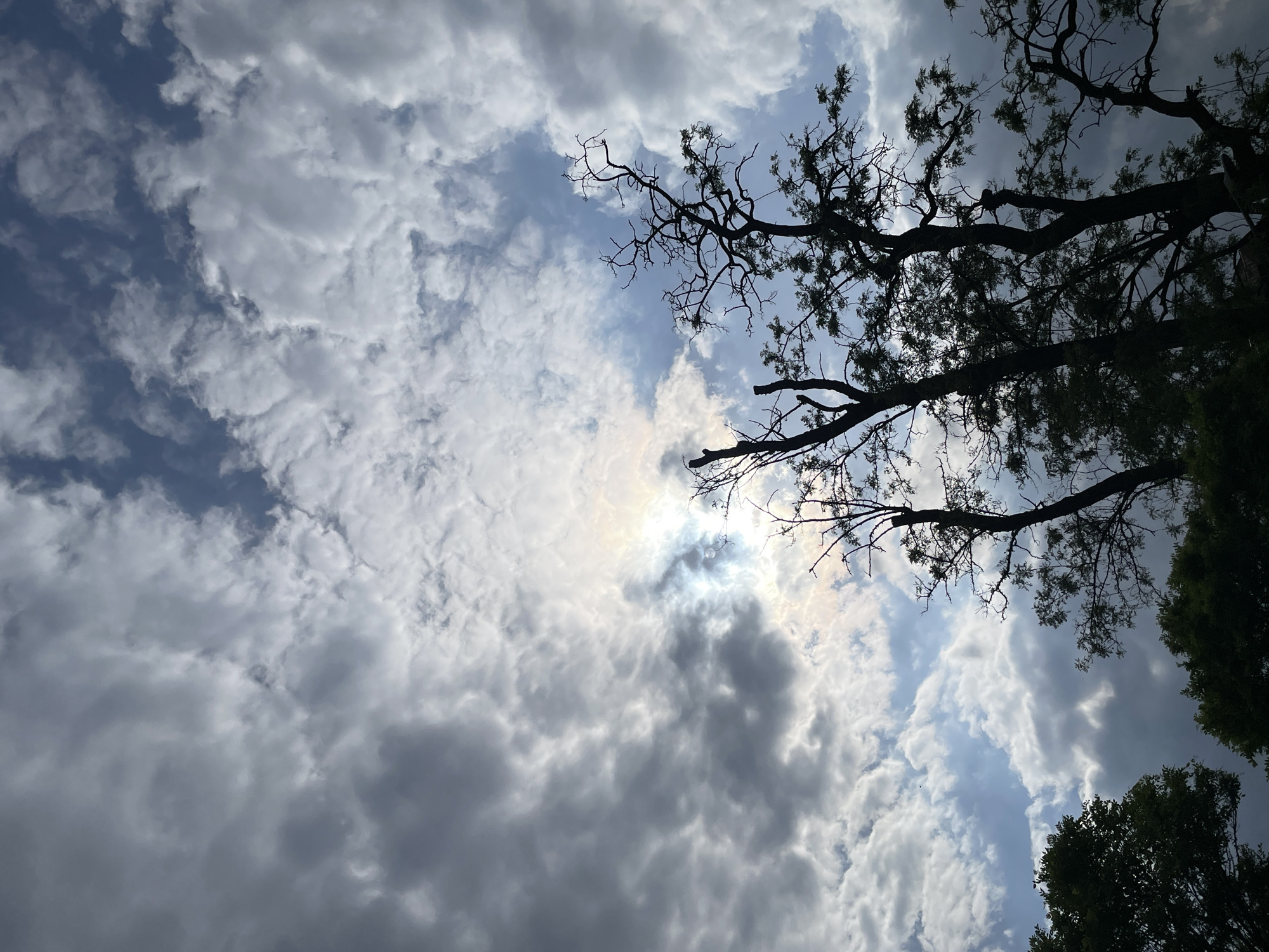 The image shows a view of the sky with clouds and tree branches. The clouds are a mix of white and gray, with some patches of blue sky visible. The sun is obscured by the clouds, creating a diffused light. Tree branches are silhouetted against the sky, mainly on the right side. Some green leaves can be seen amongst the branches. A smaller green tree appears in the bottom right corner.
The location is not identified.