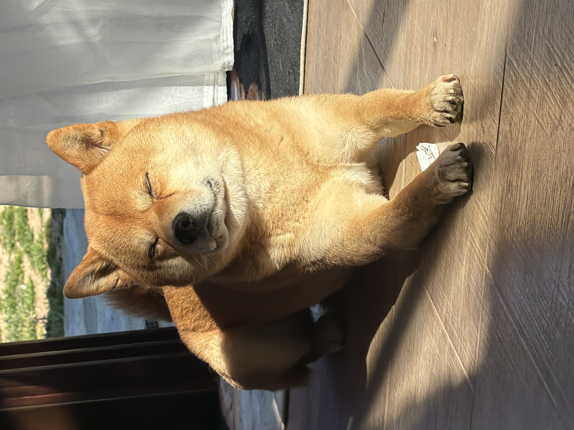 The image depicts a tan-colored Shiba Inu dog resting on a light-brown wood-laminate floor within a residential structure in the city of Priseltsi, Bulgaria. The dog is positioned centrally, lying prone with its front paws extended forward, eyes closed, and ears erect. It is illuminated by direct sunlight originating from the viewer's front-right, casting distinct shadows. To the dog's right, a white translucent curtain is partially visible, with a dark mat below. To its left, an open doorway or window reveals an outdoor area with green grass and visible soil under sunlight. A small, crumpled white object is present on the floor near the dog's left front paw.