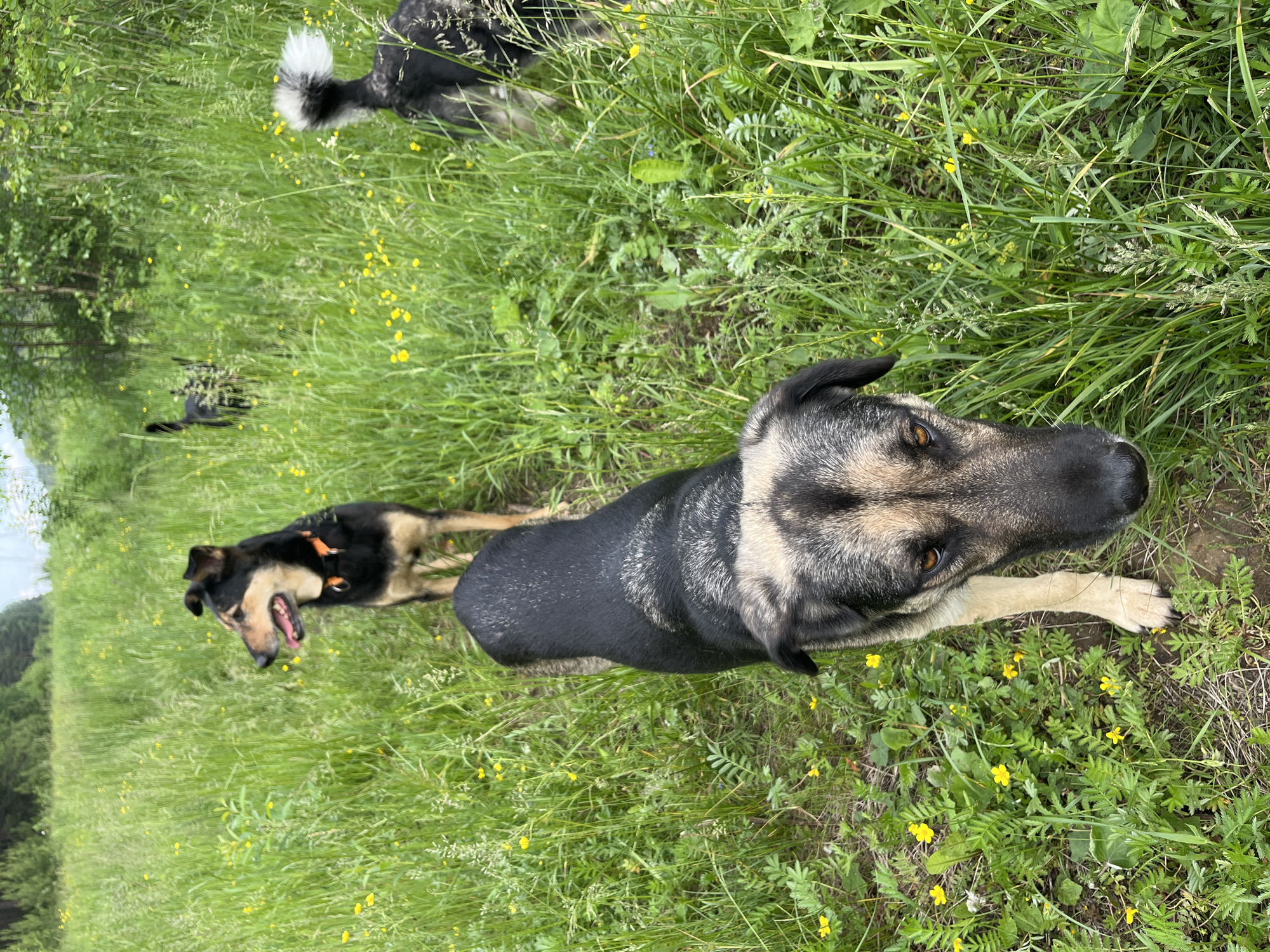 A group of dogs are in a grassy field with scattered yellow flowers. The closest dog is a medium-sized, short-haired dog with black and tan markings, facing forward with its head down and to the right. Behind it and slightly to the left, a larger dog with black and tan fur stands facing the camera, panting with its tongue out, wearing an orange collar. Further in the background, a black dog with a fluffy tail is visible, and another black dog is partially obscured by tall grass. The environment suggests a rural or park setting with abundant greenery and trees in the distance. There are no people present in the image. The scene is captured during daylight.