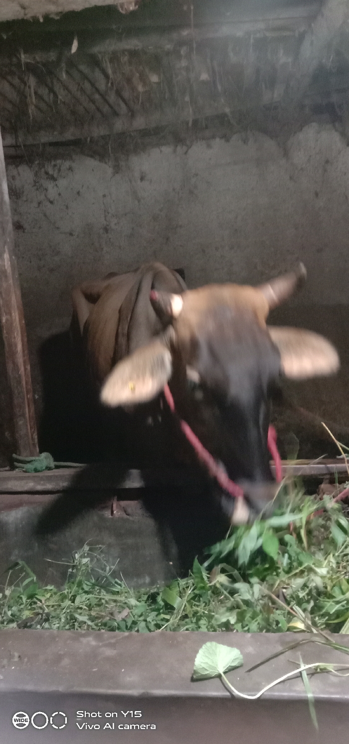 A brown cow with dark brown facial markings, short horns, and a red rope halter is depicted inside a stable or pen in Ranugedang, Indonesia. The cow's left ear displays an ear tag. It is actively consuming a pile of fresh green foliage, consisting of various grasses and leaves, which rests on a low, raised concrete feeding trough. The enclosure features unpainted, light gray concrete walls showing signs of wear. The upper section of the structure contains exposed wooden beams and accumulated dried organic debris. The scene is lit consistently with an indoor or shaded environment, casting shadows from the cow. A distinct, light green, roundish leaf with a long stem is visible on the edge of the feeding trough in the foreground. No human subjects are present.