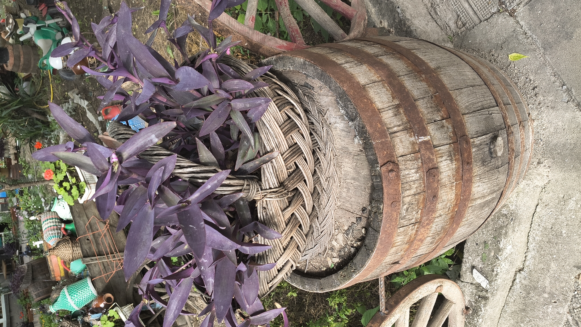 A close-up, eye-level shot features a weathered wooden barrel as the central subject. The barrel is banded with rusty metal hoops and is topped with a woven basket containing a vibrant purple leafy plant. The background is an outdoor garden area with various decorative items, including an old wooden cart filled with colorful items like a green glass bottle and a red watering can, and a vintage green child's motorcycle. A portion of a wooden wagon wheel is visible to the left of the barrel. The scene appears to be an outdoor, rustic display in a garden or yard. The image was captured in Shumen, Bulgaria.