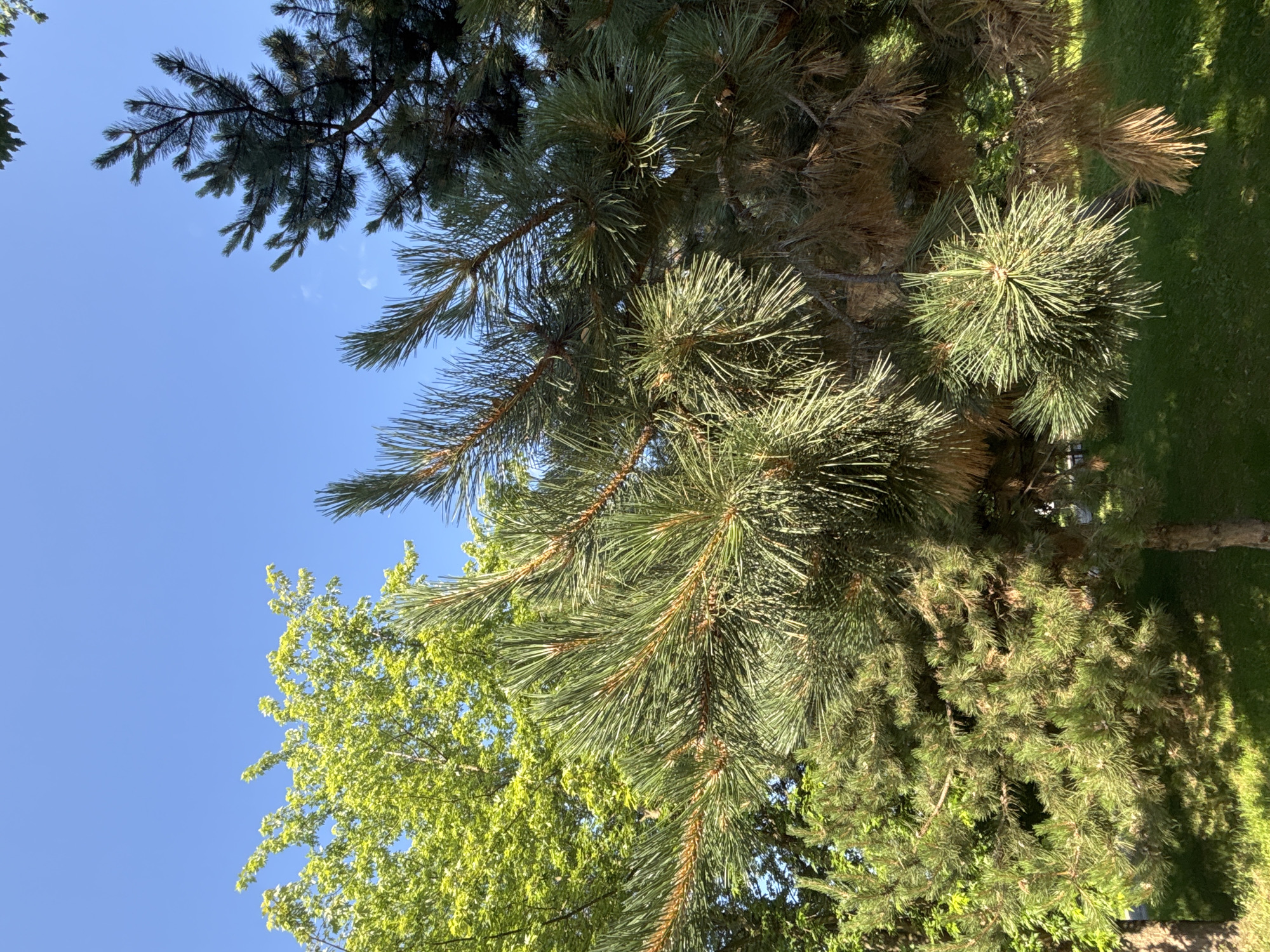 The image shows a close-up view of evergreen trees and a deciduous tree against a clear blue sky. In the foreground, a pine tree with long, green needles dominates the frame. The needles are clustered densely, and some appear to be brown and dry, suggesting seasonal shedding or damage. The pine tree's branches are visible, with a rough, brown texture on the bark.
Behind the pine tree, a deciduous tree with bright green leaves is visible. Its foliage is vibrant and full, contrasting with the darker green and brown tones of the pine. The leaves are small and appear to be a light, translucent green, indicating they are catching the sunlight.
Further in the background, another evergreen tree with darker, denser needles can be seen. Its branches are more spread out and less defined than the foreground pine.
The ground below the trees is covered in green grass, which is dappled with sunlight and shadow, suggesting it is a sunny day. The overall setting appears to be an outdoor environment, possibly a park or a residential area within a city, given the presence of well-maintained greenery. The image is taken from a low angle, looking upwards towards the sky. There are no people or animals visible in the frame.