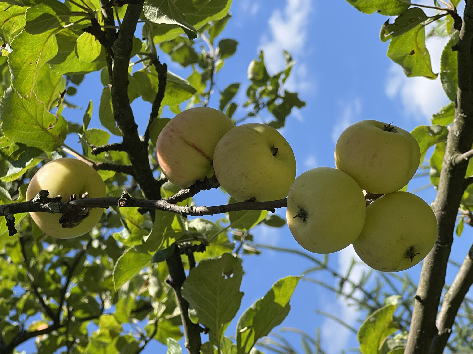 A close-up, low-angle shot captures a cluster of ripe apples hanging from a tree branch against a clear blue sky. The apples are mostly a light yellow-green with some exhibiting hints of red blush. Sunlight illuminates the fruit and the surrounding lush green leaves, creating a vibrant and natural scene. The rough texture of the tree bark and branches is visible. The image does not contain any people or animals, and the specific location in Yaremche, Ukraine is not discernable from the visual information provided. The overall impression is one of a bountiful harvest in a peaceful, outdoor setting.
