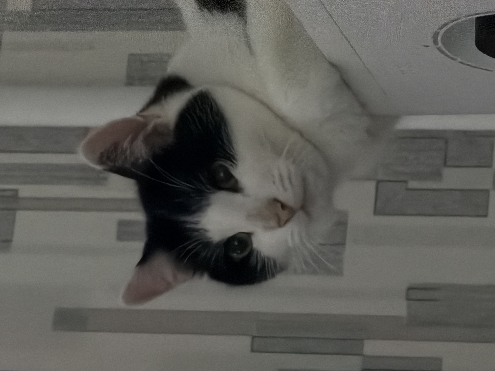 This rotated photograph captures a black and white tuxedo cat looking directly at the viewer. The cat has distinct black patches covering most of its head, including around its green eyes, and part of its back, contrasting with its white muzzle, chest, and paws. Its ears are perked forward, and numerous white whiskers are visible around its nose.
The cat is situated in an indoor setting, possibly on a counter or shelf, with a textured background appearing to be a wall or floor covered in geometric-patterned tiles or wallpaper. This pattern features rectangular and square shapes in varying shades of light grey and white, creating a mosaic-like effect. A partial circular object, which may be a recessed light fixture or vent, is visible in the upper right quadrant of the image. The perspective is from below, looking up at the cat. The image was taken in Khimki, Russia. There is no visible text.
