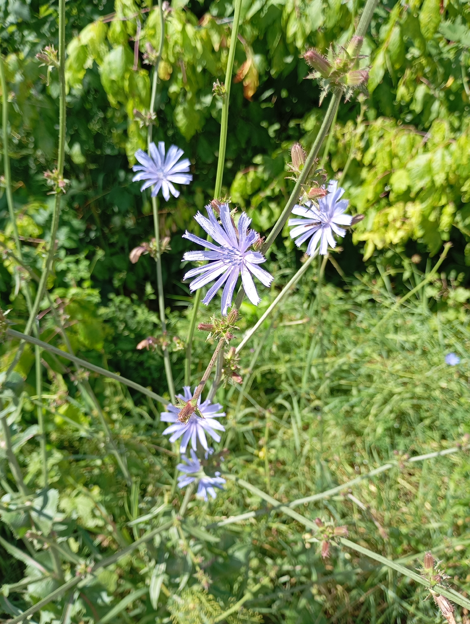 In the city of Lesogorskaya, Russia, a close-up, eye-level outdoor shot showcases a cluster of pale blue chicory flowers (Cichorium intybus) in bloom. The flowers, with their delicate, ray-like petals, are the primary subjects, scattered across the frame and set against a backdrop of lush, green foliage. The greenery appears somewhat blurred, suggesting a shallow depth of field and drawing attention to the sharp details of the flowers and their stems. Some of the chicory plants also show developing seed heads, characterized by their spiky, reddish-brown husks. The overall lighting indicates a bright, sunny day. The environment is natural, with no artificial structures or signs of human presence visible in the image.