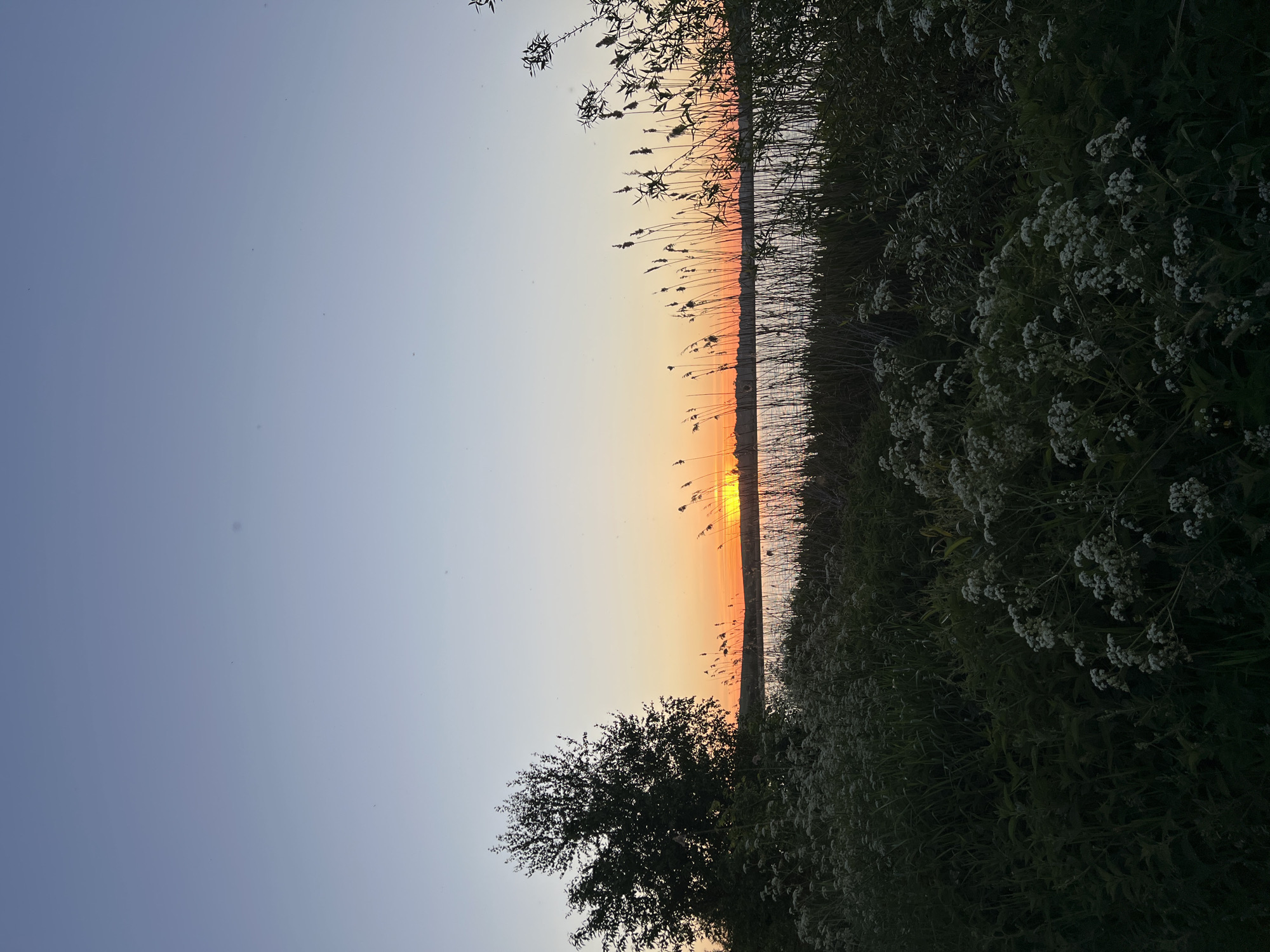 The image captures a sunset over a body of water, likely a lake or river, flanked by vegetation. Tall grasses and plants with white flowers dominate the foreground and right side of the frame. The sun is setting on the horizon, casting an orange and yellow glow across the water and sky. The sky transitions from a light blue at the top to a warm orange near the horizon. In the lower left corner, there's a silhouette of a tree. The location is described as Reniv, Ukraine.