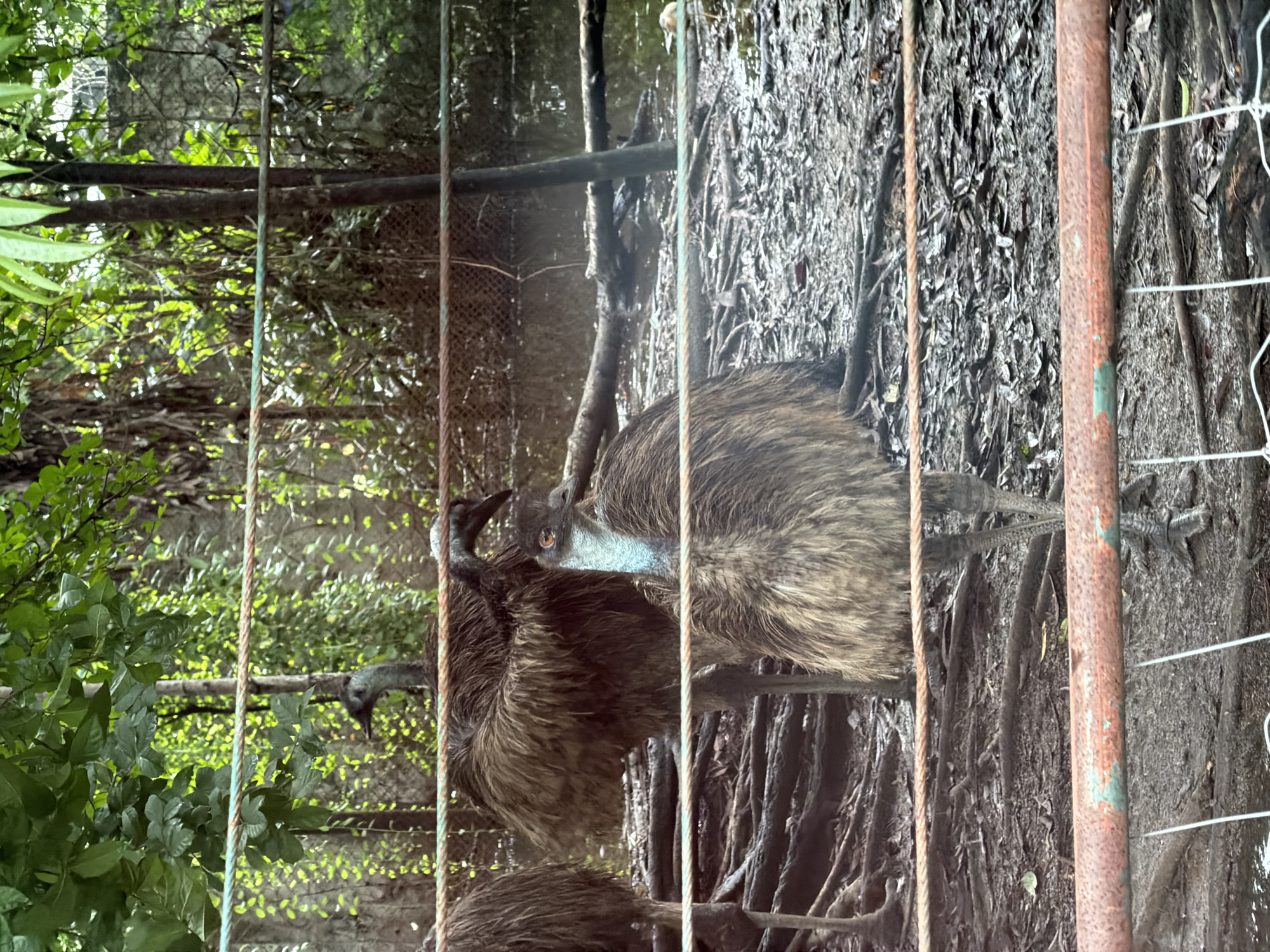 The image depicts an enclosure with several emus within a lush, green environment that appears to be a zoo or wildlife park. The emus are large, flightless birds with shaggy, brown feathers. One emu in the foreground has a striking blue and black neck, and its eye is clearly visible. The ground is covered with dirt, fallen leaves, and exposed tree roots. In the background, there is dense foliage and water, suggesting a naturalistic habitat. The enclosure is partially visible through a series of horizontal bars or wires, some of which appear to be rope and others metal. One of the bars in the foreground is rusted and shows signs of green paint. The overall impression is of a humid, tropical setting. While the image does not explicitly state its location, the description of a zoo or wildlife park with emus in a tropical setting is consistent with facilities found in Bangkok, Thailand.