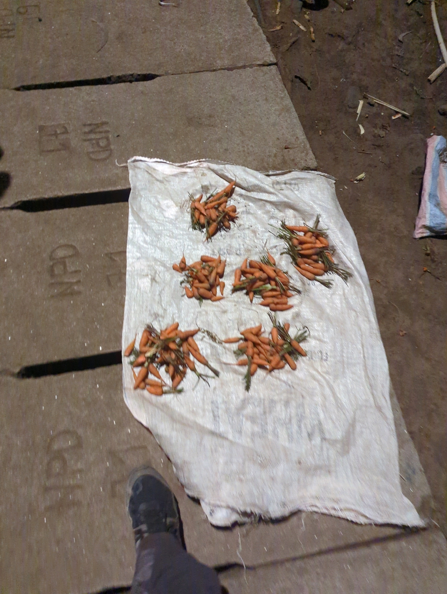 The image depicts a scene on a concrete surface, possibly outdoors in a public area, with a sandy or dirt ground visible to the right. Several piles of fresh carrots are arranged on a large, off-white, woven sack. The carrots are small and appear to be freshly harvested, with green tops still attached to some. They are grouped into five distinct piles, scattered across the sack. To the left of the sack, the concrete surface shows imprints or markings, including what appears to be "NPD" and other characters. A person's leg and foot, clad in a dark boot and dark trousers, are visible in the lower left corner of the frame, suggesting they are standing or walking near the scene. In the background, to the right of the carrots, a partially visible bundle wrapped in striped fabric (likely plastic or a tarp) rests on the ground. The overall impression is of a marketplace or street vendor setup. The imprints on the concrete, such as "NPD," could indicate infrastructure or identification related to the specific location within Musanze District, Rwanda.