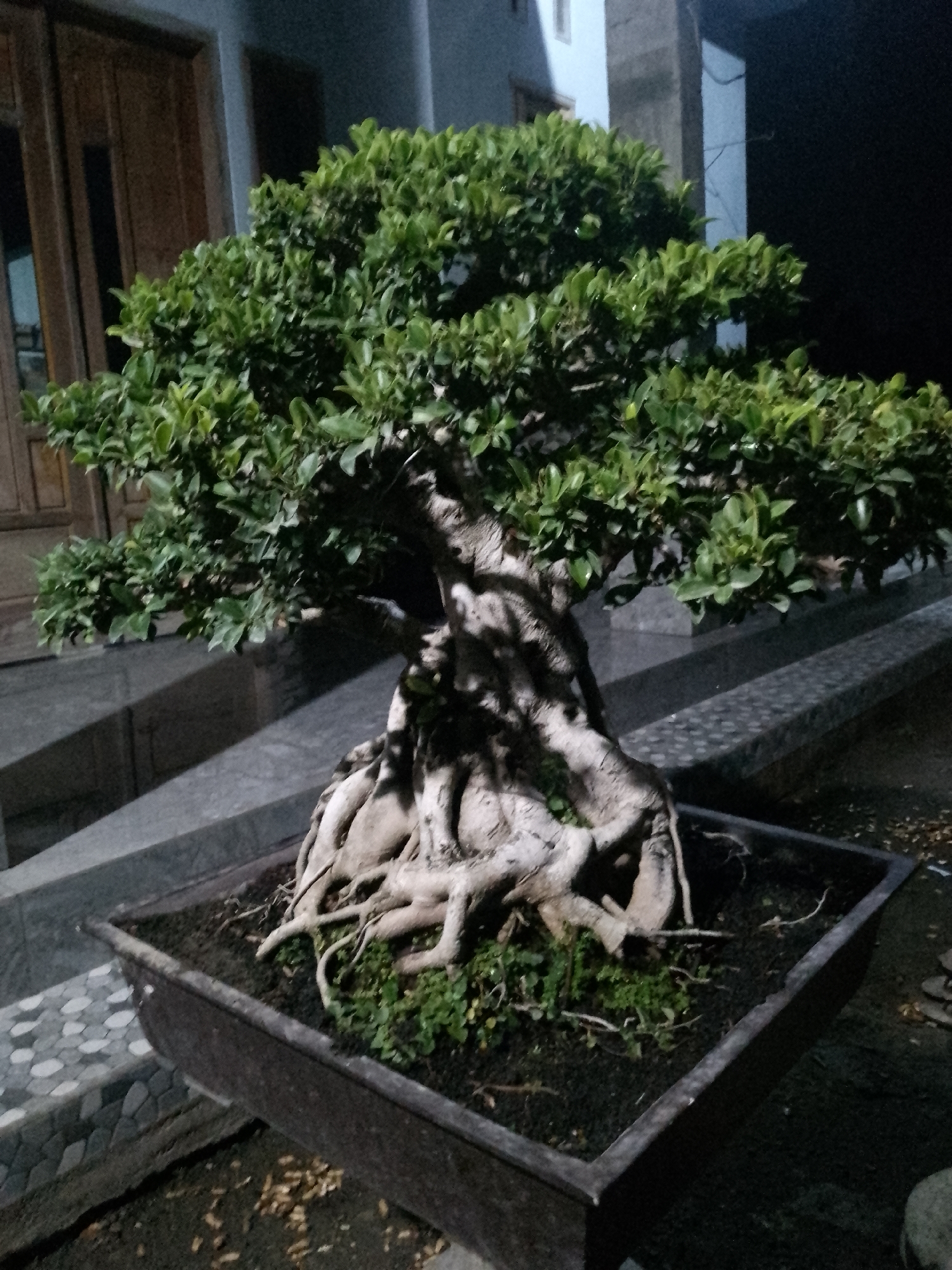 The image depicts a mature bonsai tree, likely a Ficus, housed in a dark, rectangular planter. The tree exhibits a thick, gnarled trunk with prominent aerial roots that spread across the soil surface. Lush green foliage densely covers the upper branches, creating a full canopy. The planter is positioned on a textured gray surface, possibly a paved walkway or steps, with a building visible in the background. The building features wooden doors and a light-colored facade. The scene is illuminated by artificial light, creating shadows that highlight the textures of the tree and its surroundings. The overall impression is that of a well-maintained ornamental plant in an outdoor setting. The location is identified as Kauman, Indonesia, suggesting an urban or suburban residential environment.