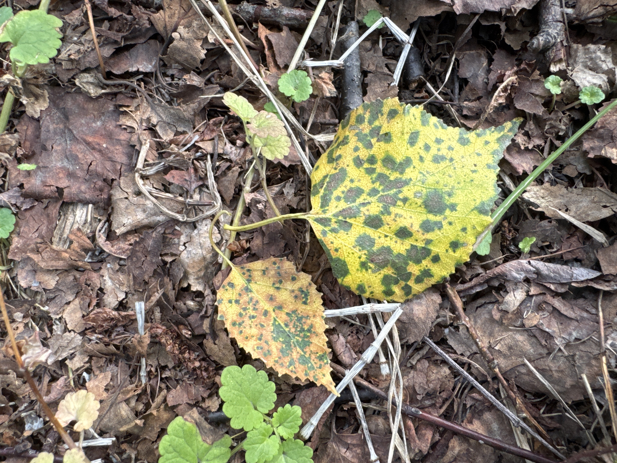 A close-up, overhead view of fallen leaves and grass on the ground in Yelizovo, Russia. Two prominent yellow leaves with dark green splotches are in the foreground, surrounded by dry brown leaves, twigs, and blades of green grass. The lighting is natural and diffused, suggesting an outdoor setting.